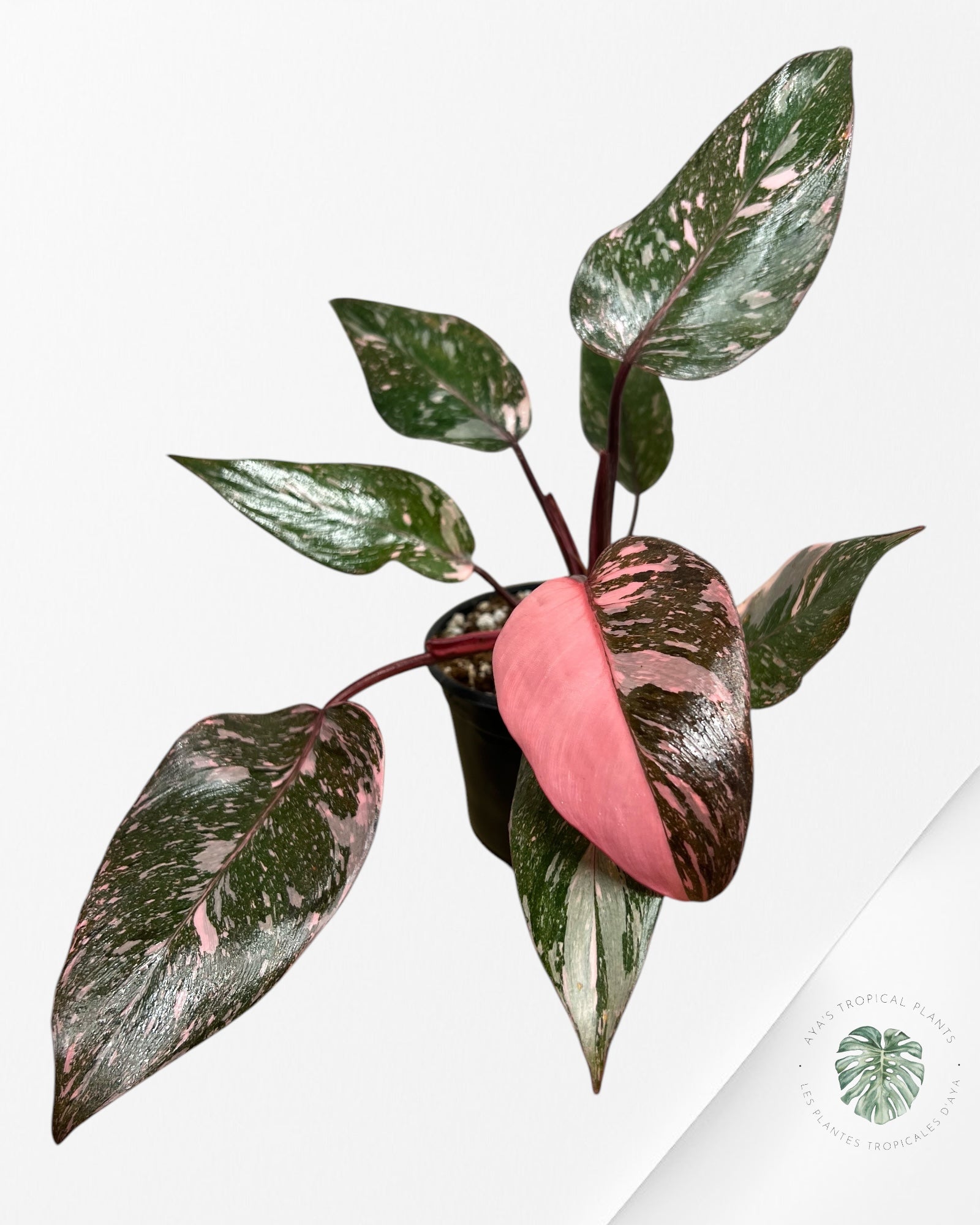 Philodendron Pink Galaxy - T3