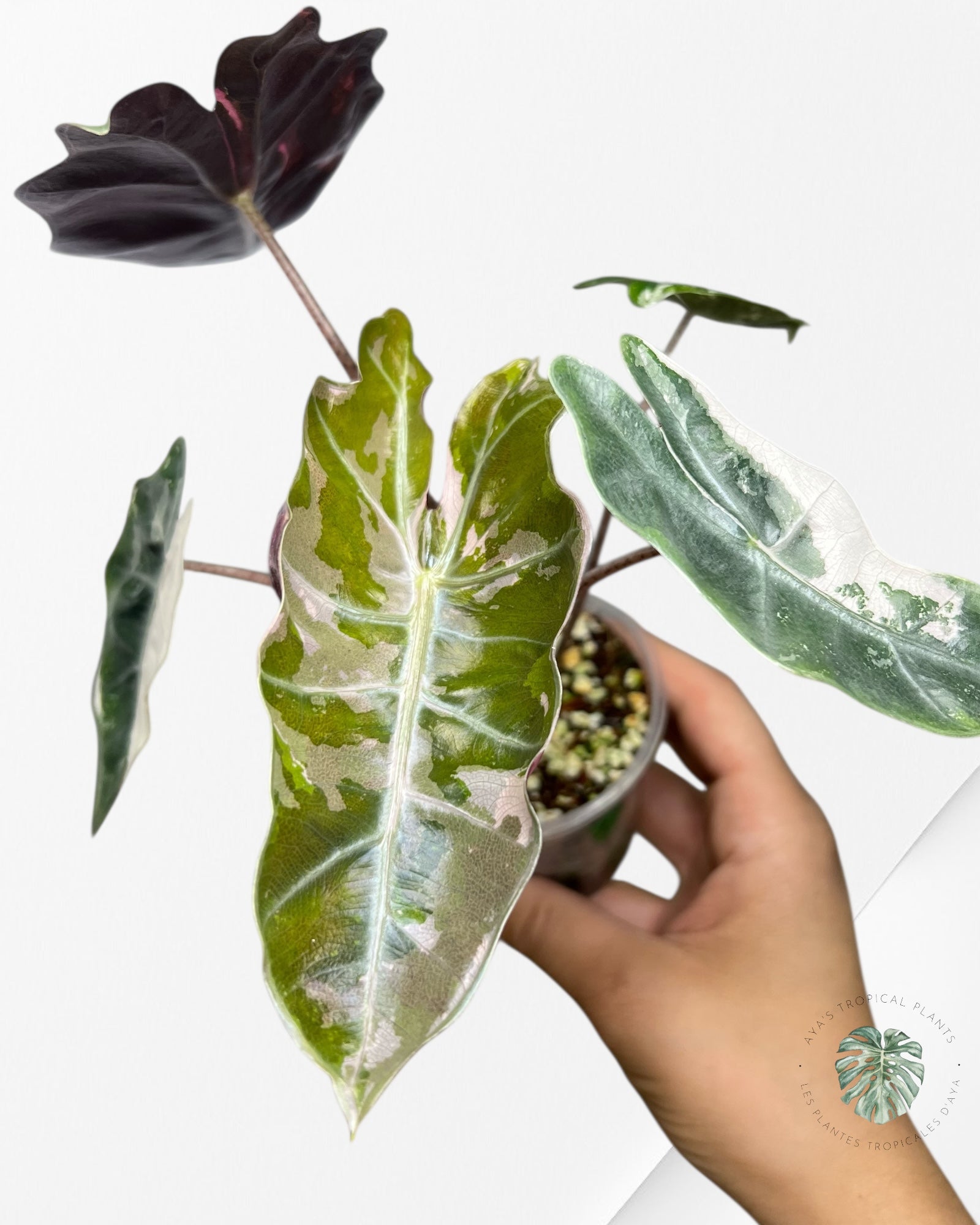 Alocasia Pseudo Sanderiana Albo/Rose - 267