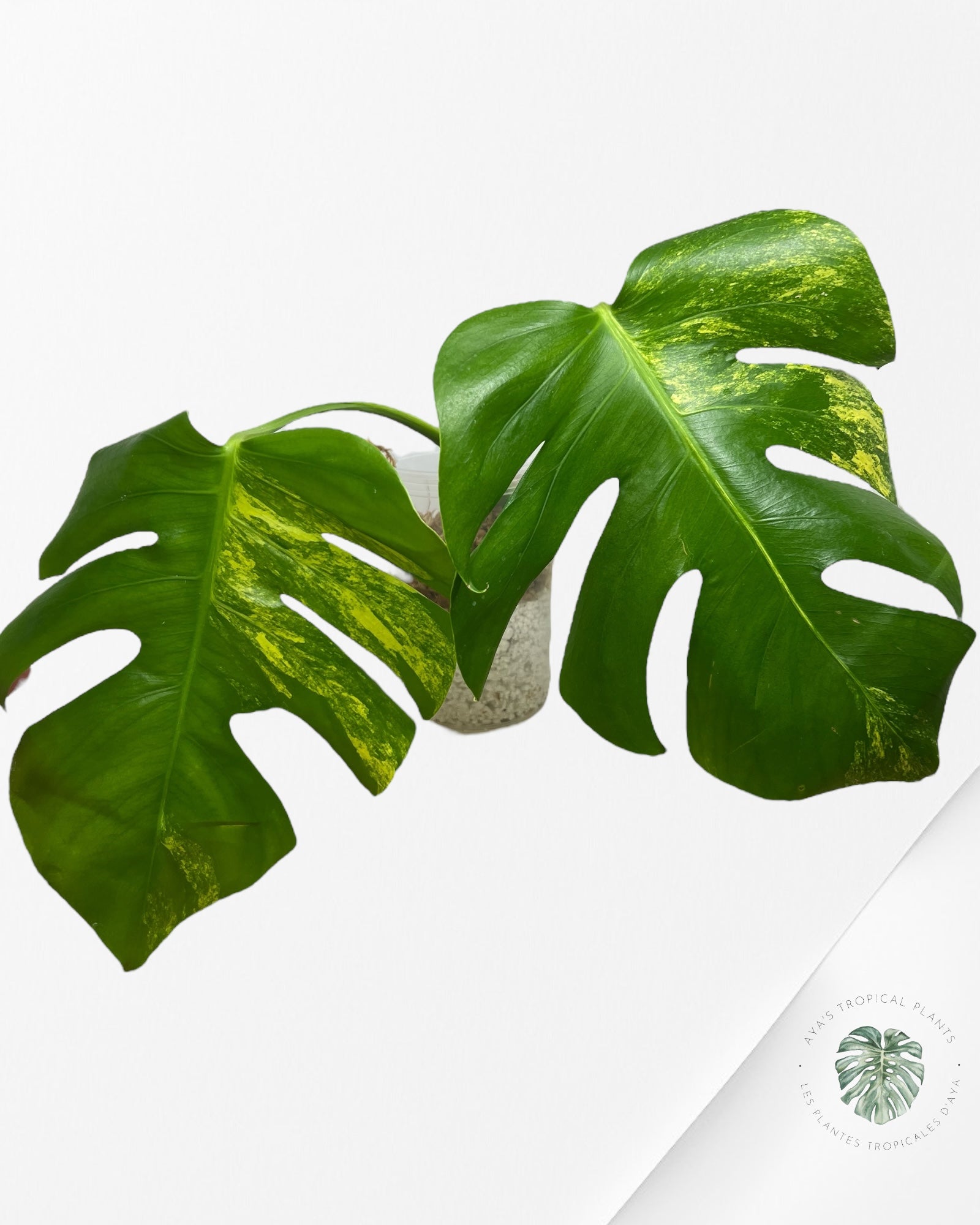 Monstera Aurea - CP2