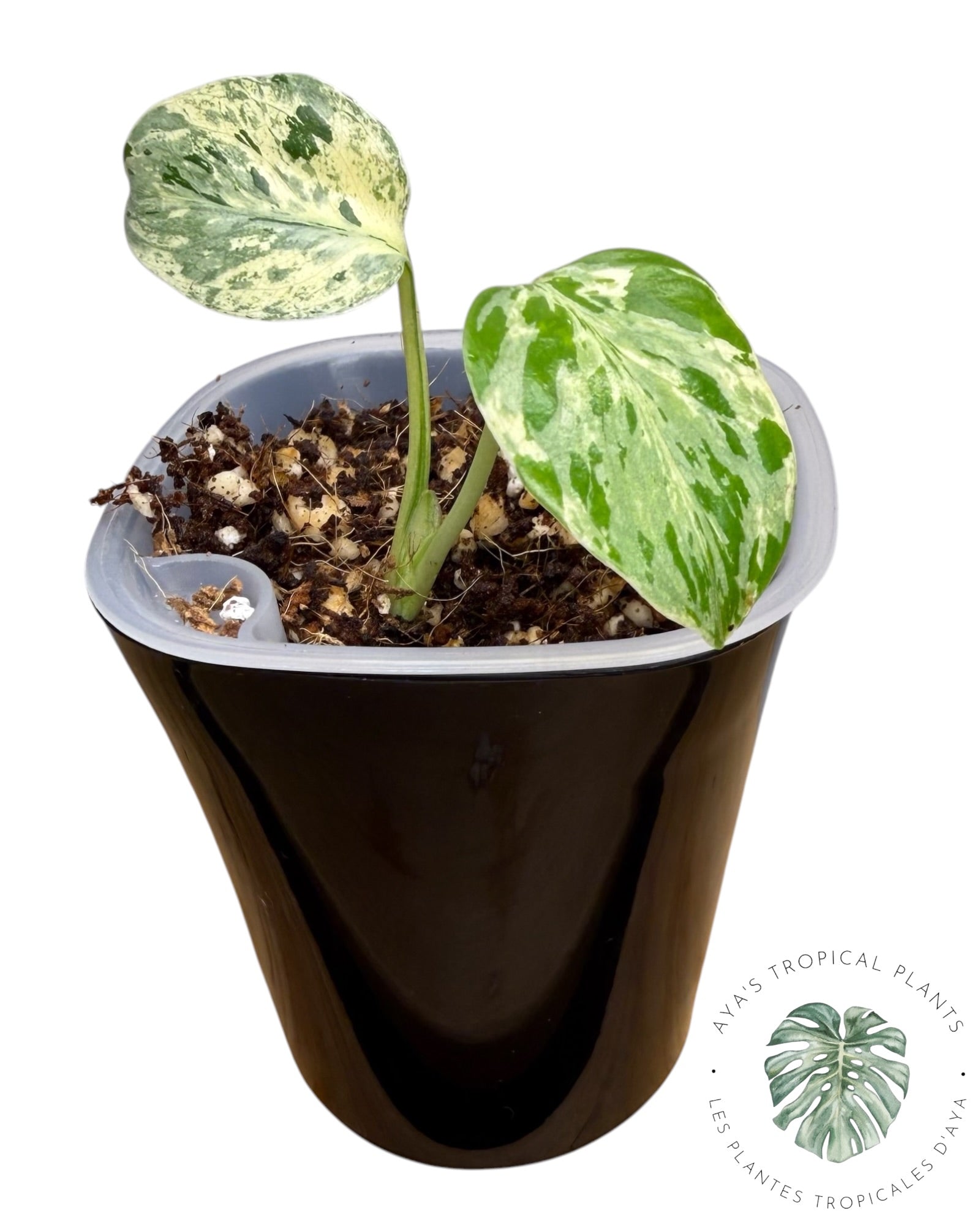 Monstera Deliciosa Bulbasaur