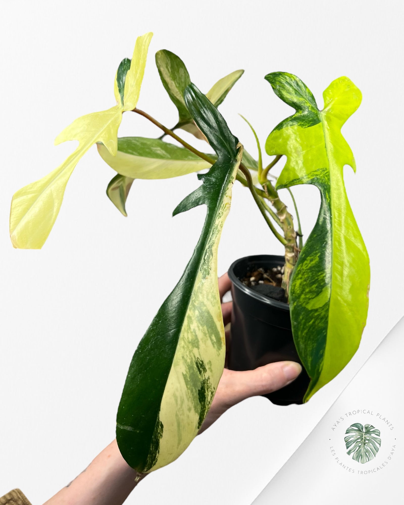 Philodendron Florida Beauty - ME7