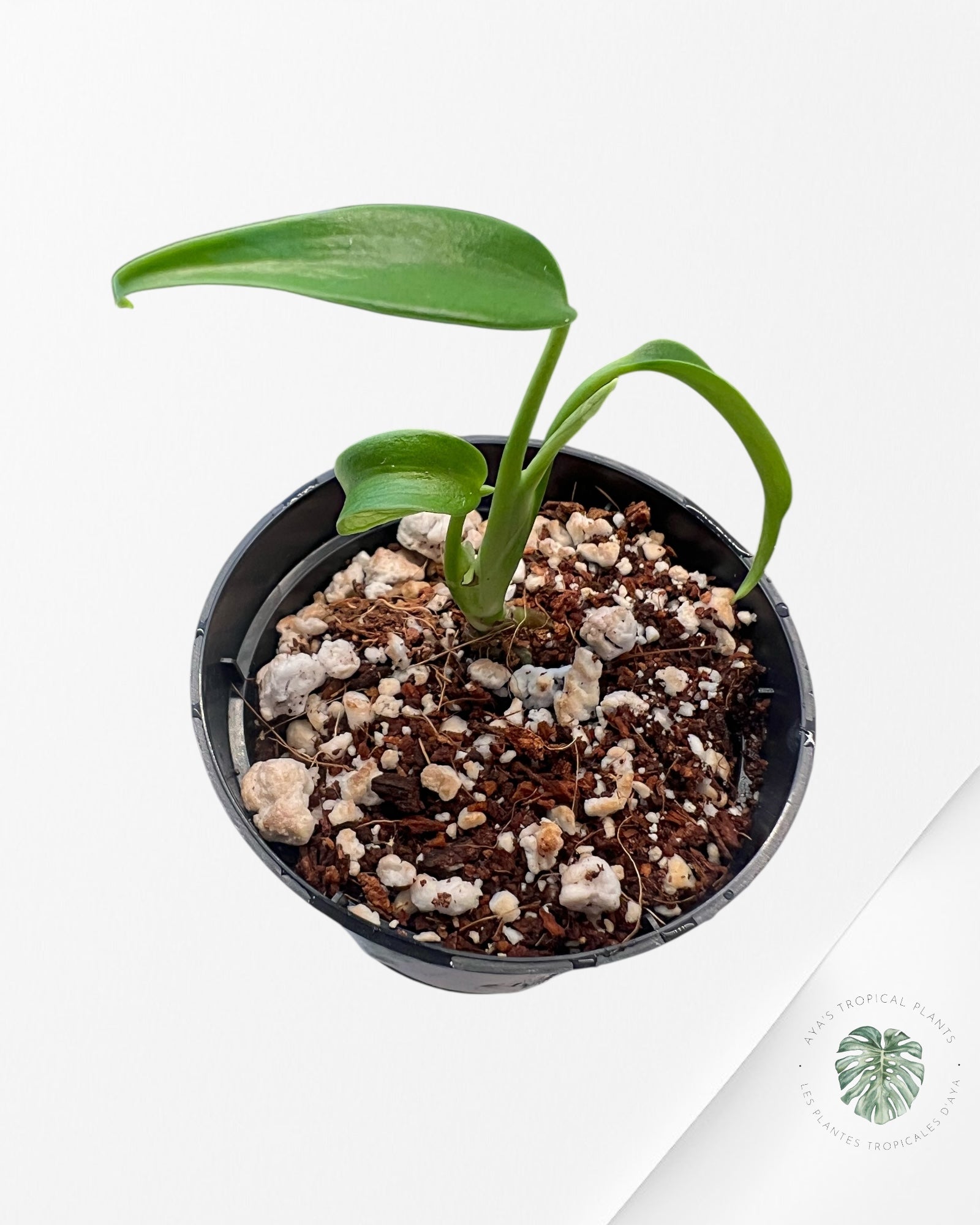 Monstera Burle Marx Flame - TC3