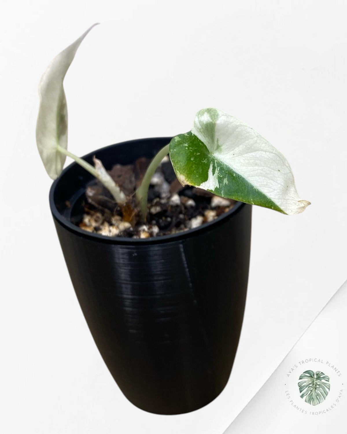 Alocasia Black Velvet Pink Variegated