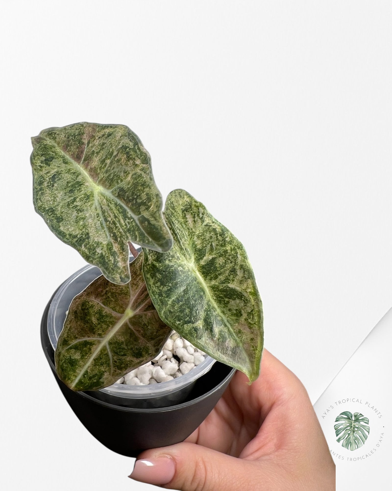 Alocasia Black Satun Pink Stardust
