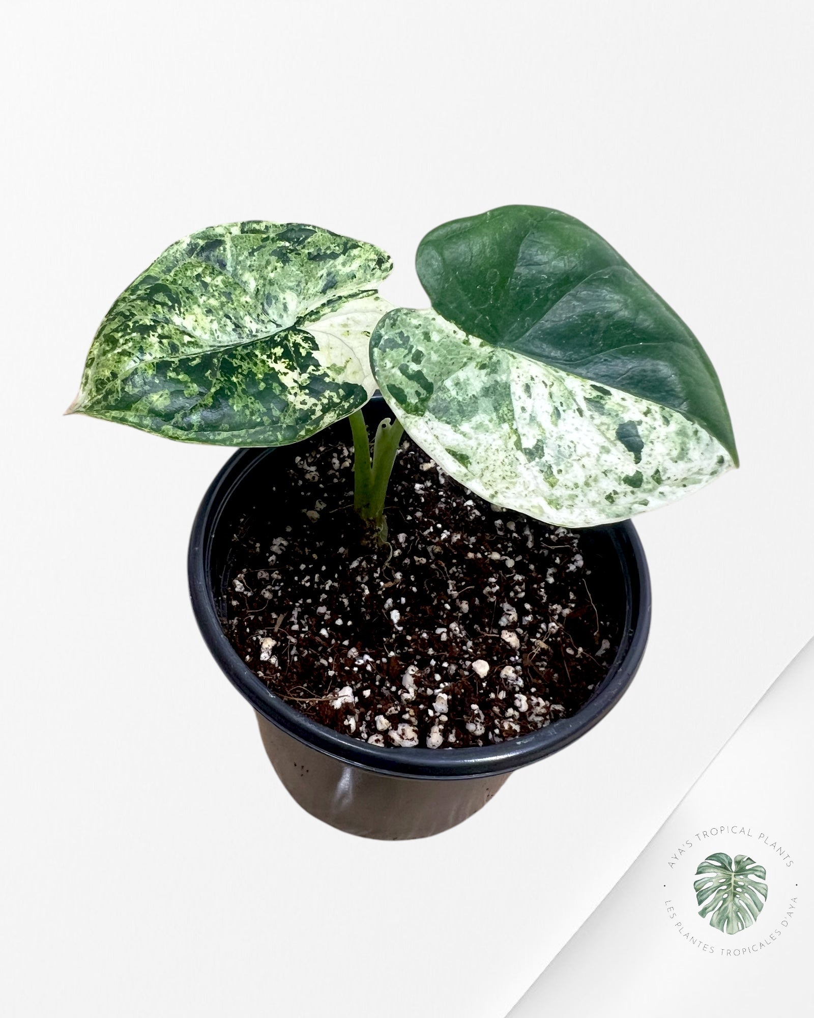 Alocasia Dragon Scale Mint - S6