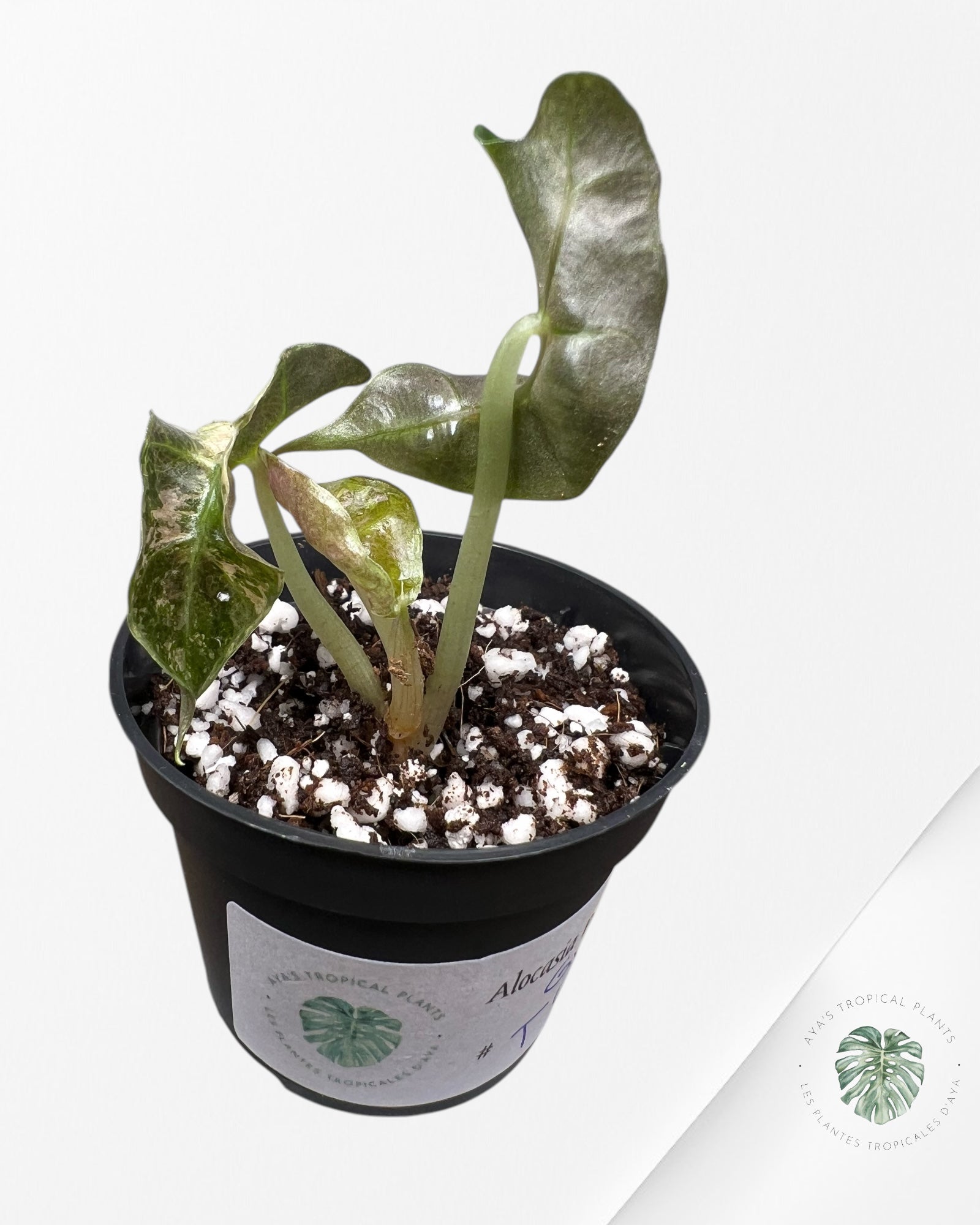 Alocasia Polly Variegata (Rose A Grade) - T4