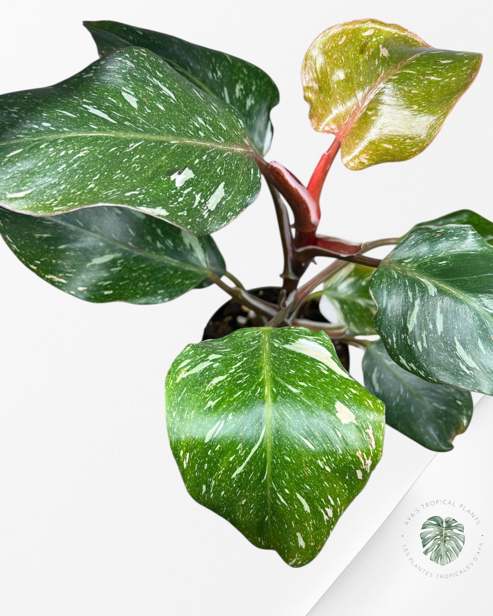 Philodendron « Chevalier Blanc » Marble King - F5