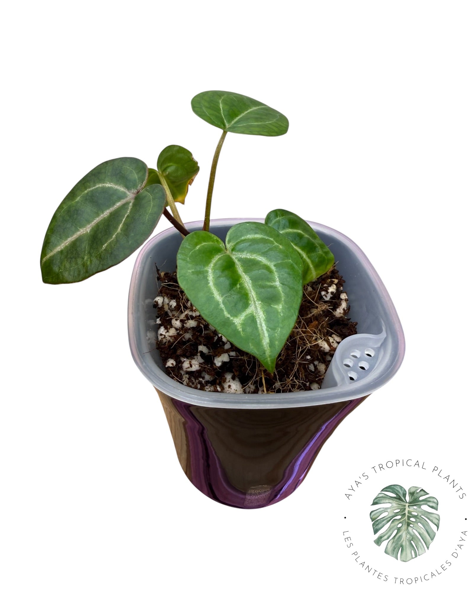Anthurium Wonderboy X Michelle