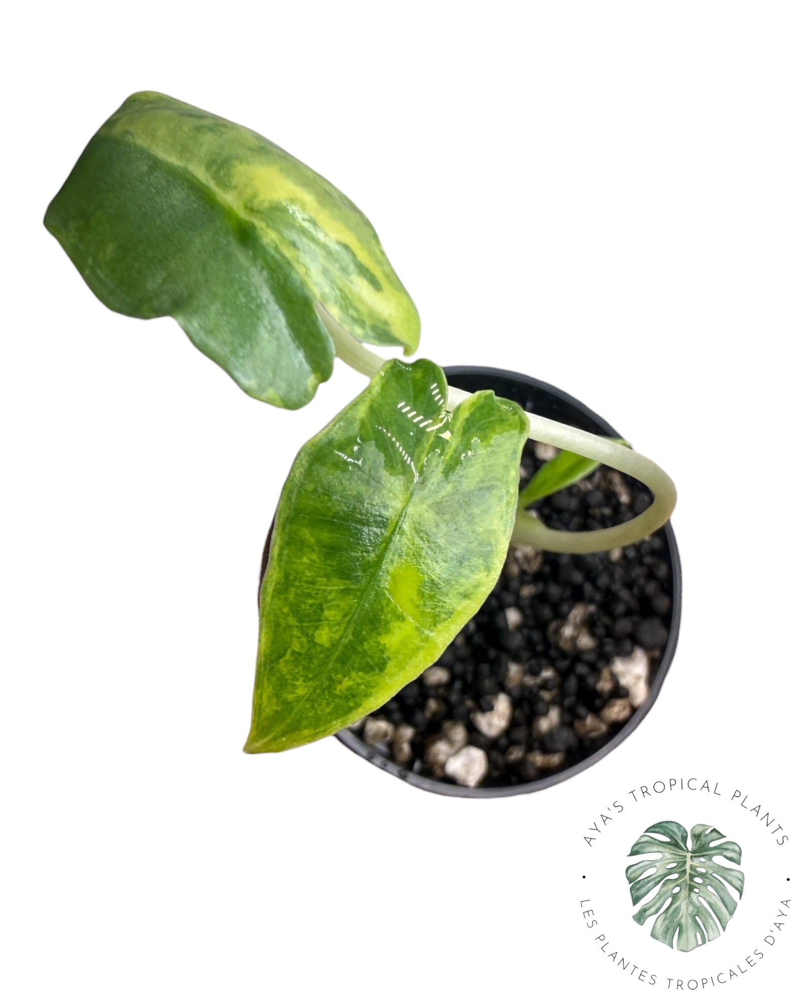 Alocasia Sarian Aurea