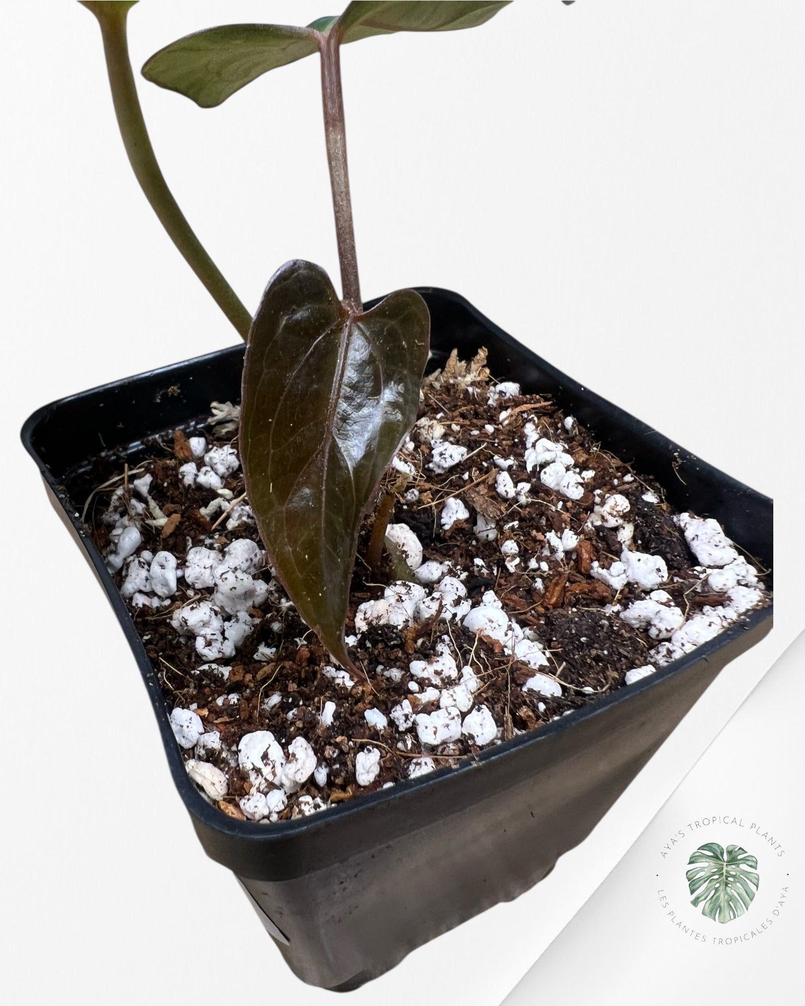 Anthurium Papillilaminum - AP2