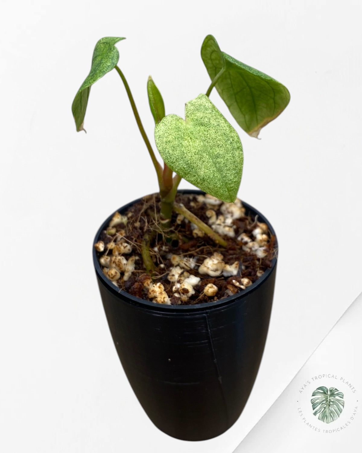 Anthurium Dark Phoenix Variegated