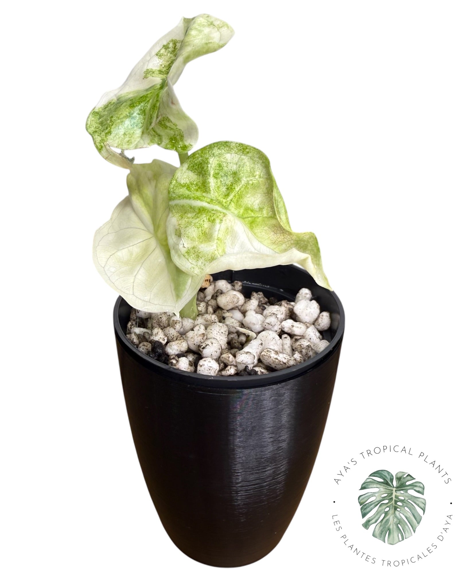 Alocasia Aegis Menthe Panachée