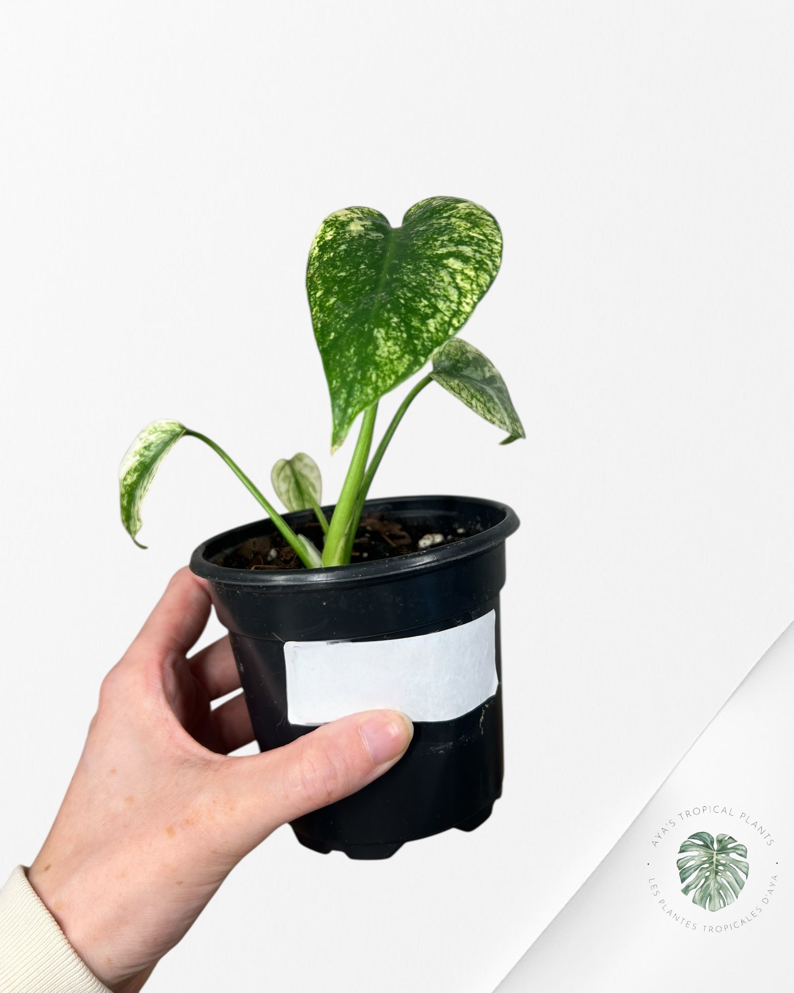 Monstera Deliciosa Mint - MA5