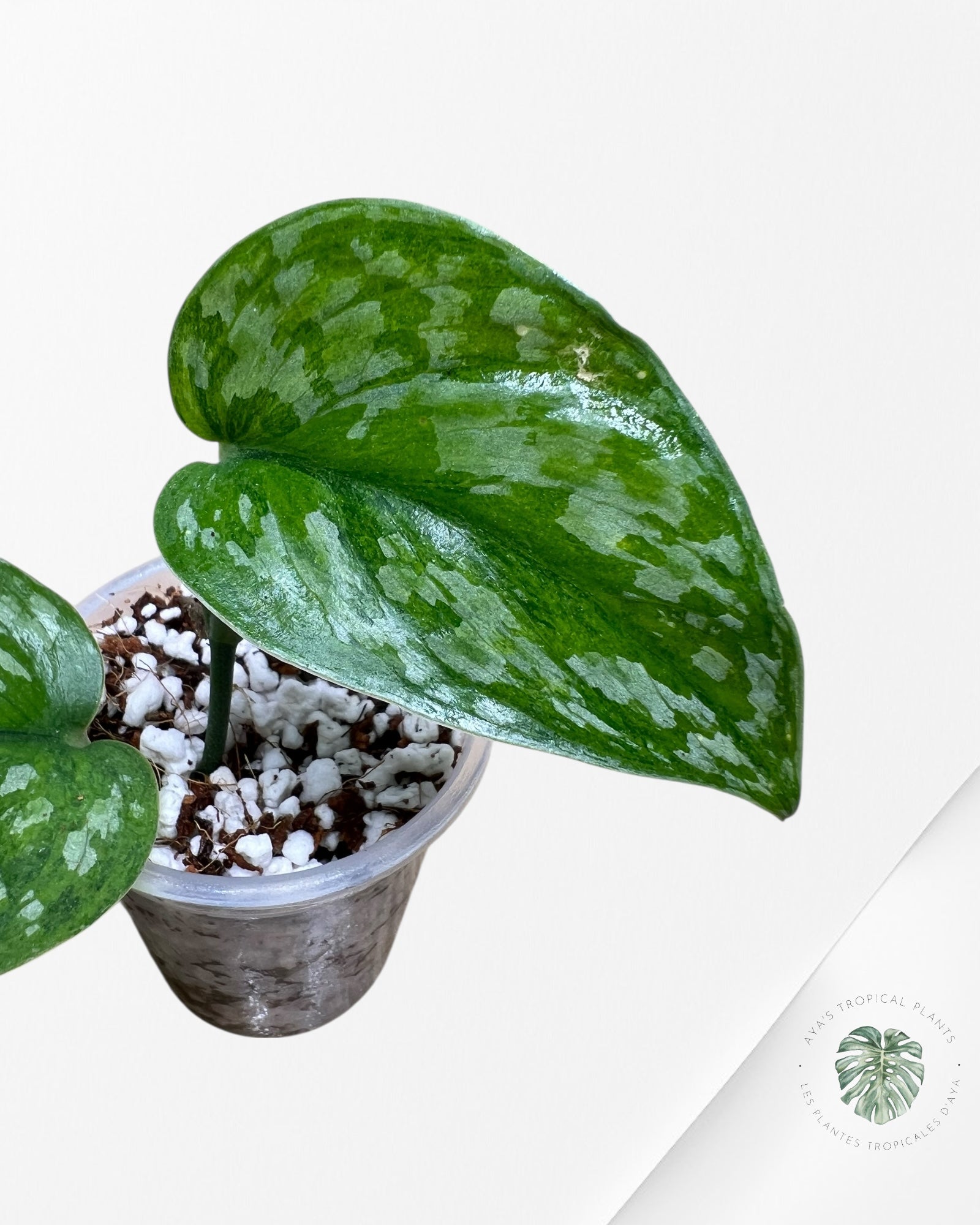 Scindapsus Kusuma-SK01