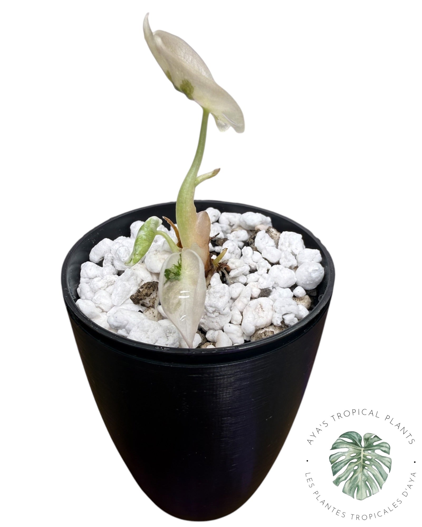 Alocasia Cuprea Pink Albo Variegated