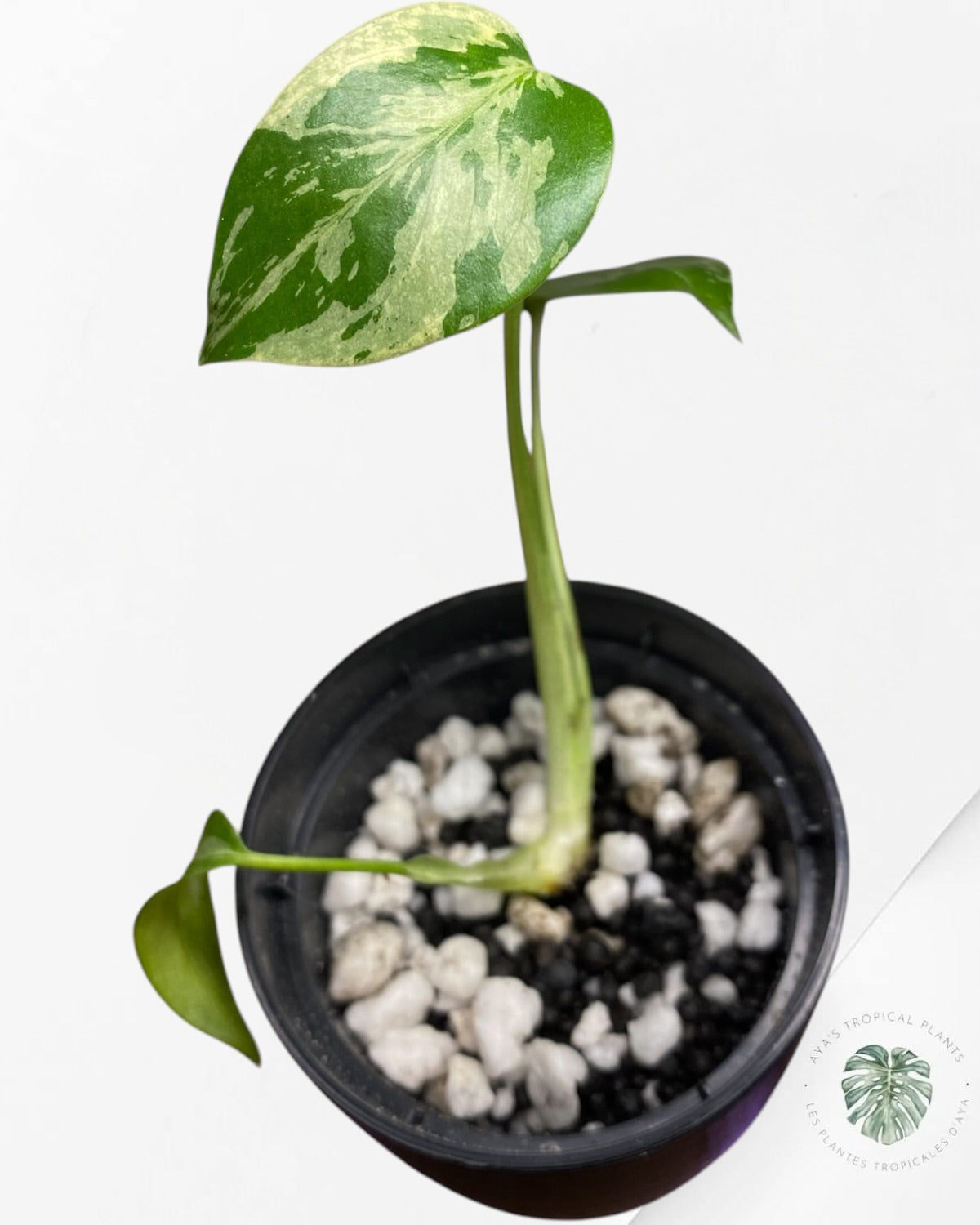 Monstera Deliciosa Bulbasaur