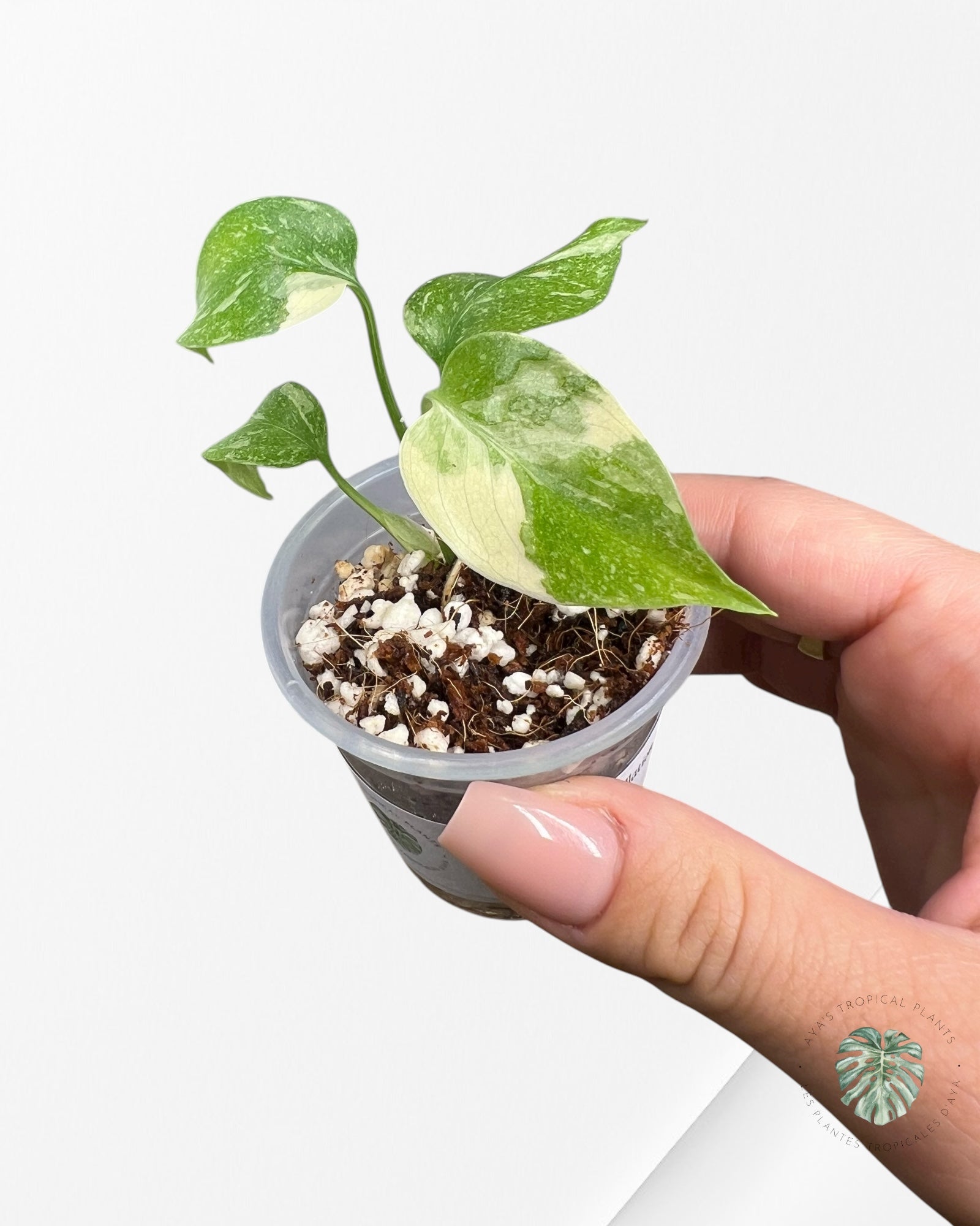 Monstera Thai Constellation Creme Brulée| Rare TC Plant | Aya's Tropical Plants