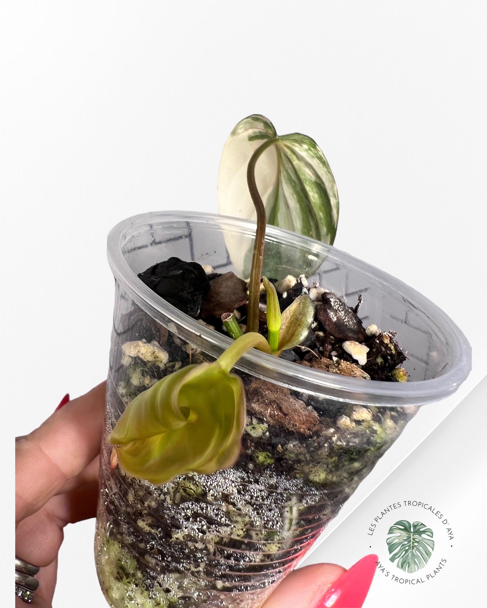Philodendron Micans Variagated-8