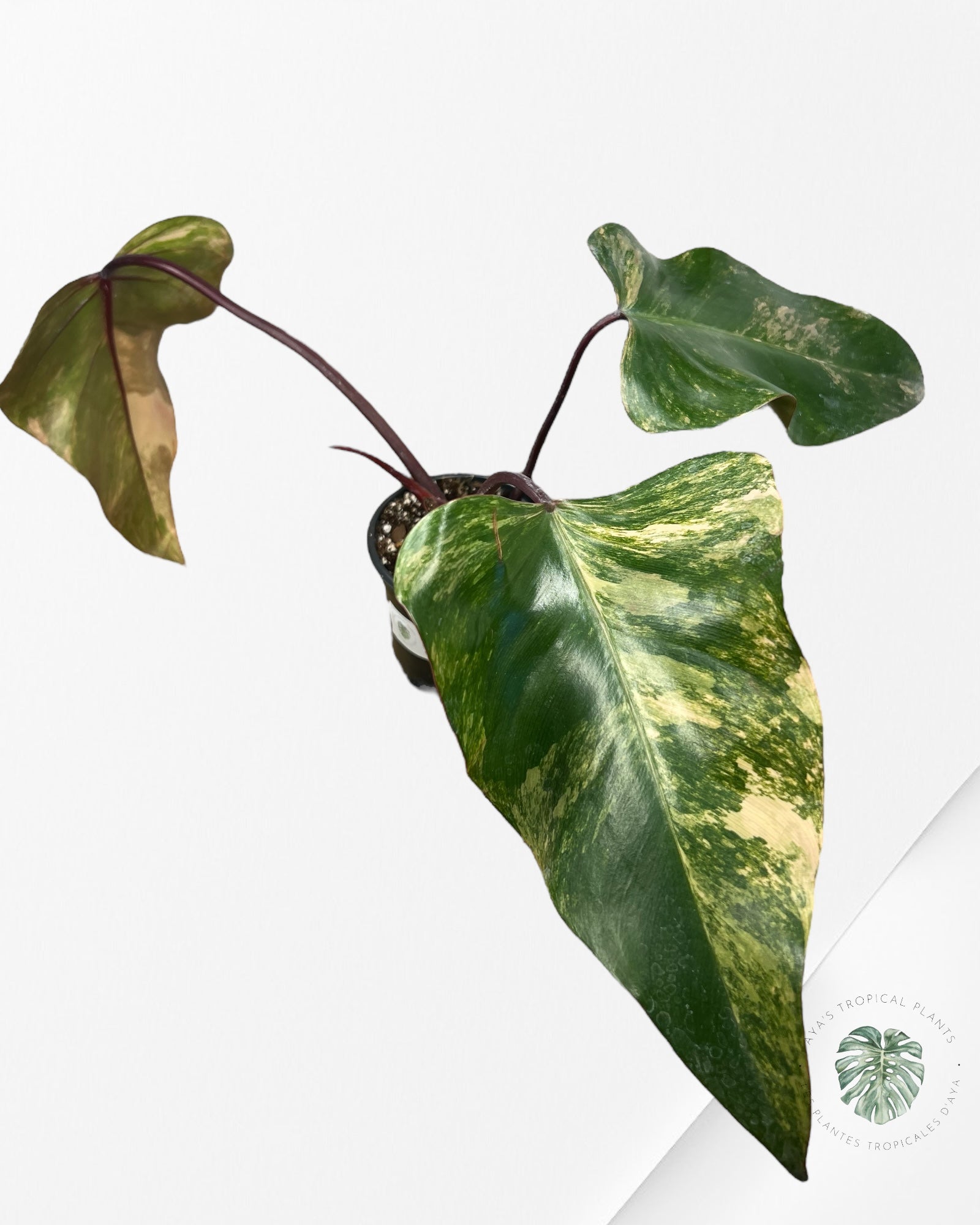 Philodendron Strawberry Shake - ME3