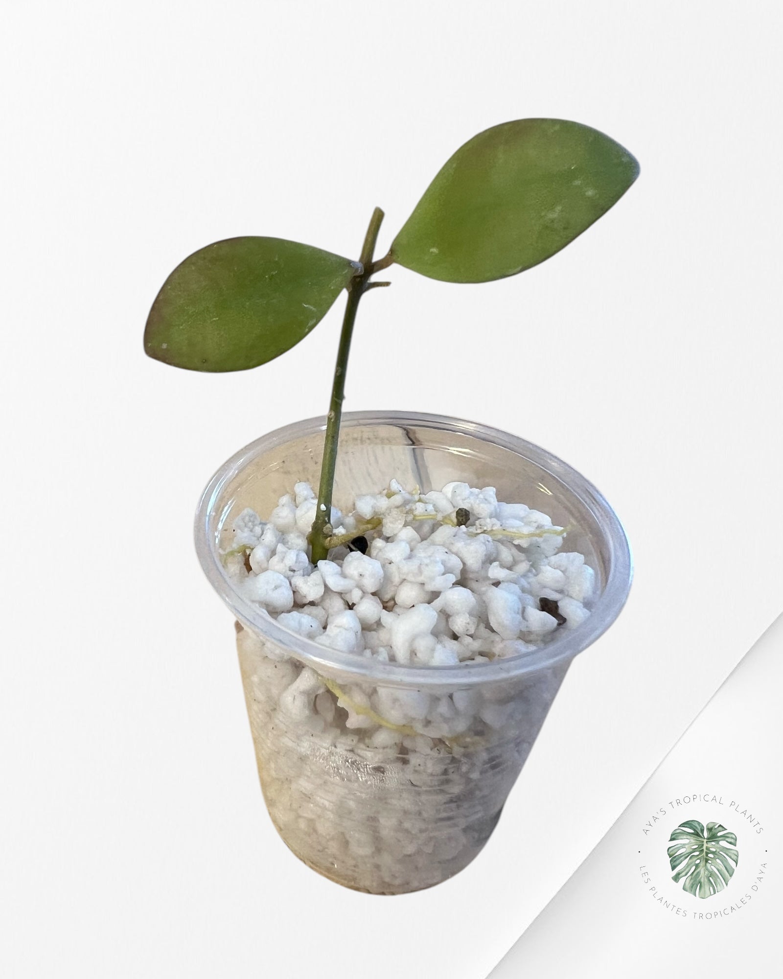 Hoya Sipitangensis - P22
