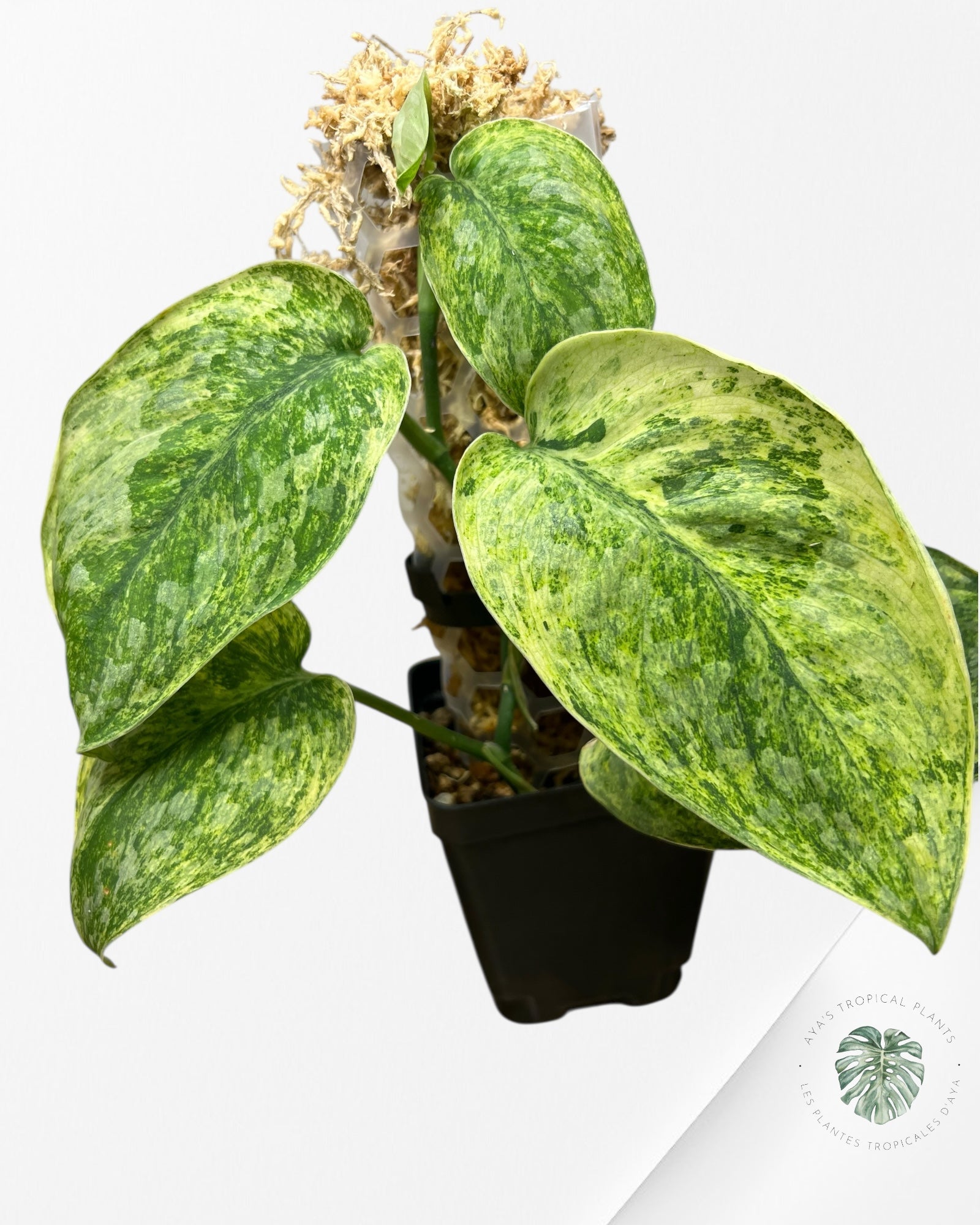 Scindapsus Tembaga-EXP60