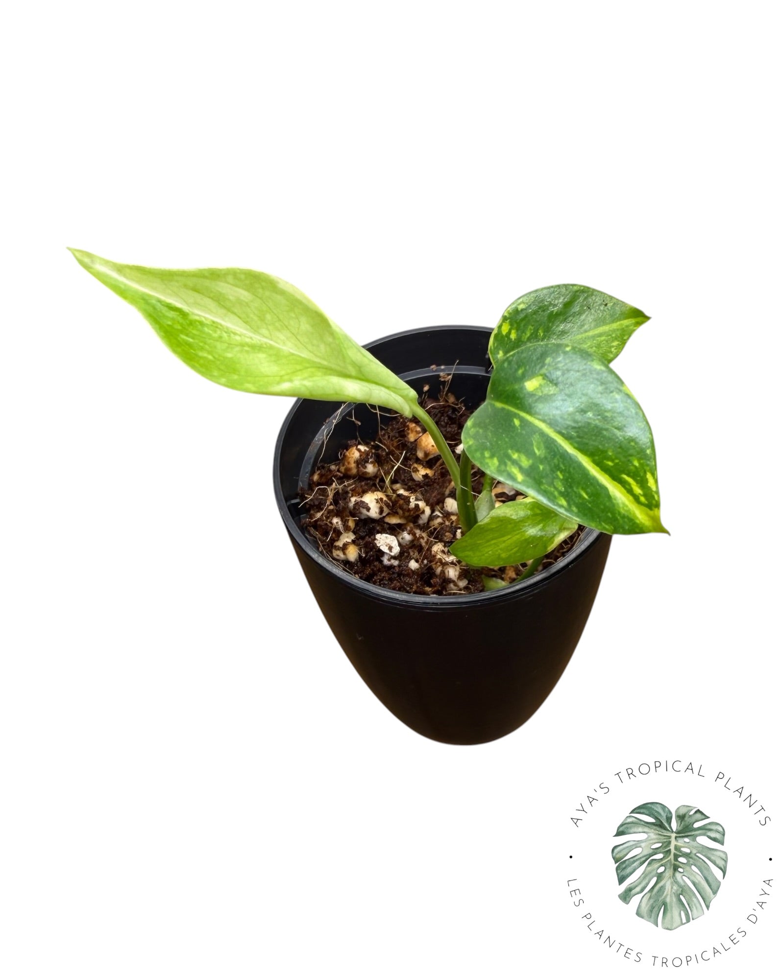 Monstera Deliciosa Electrolyte