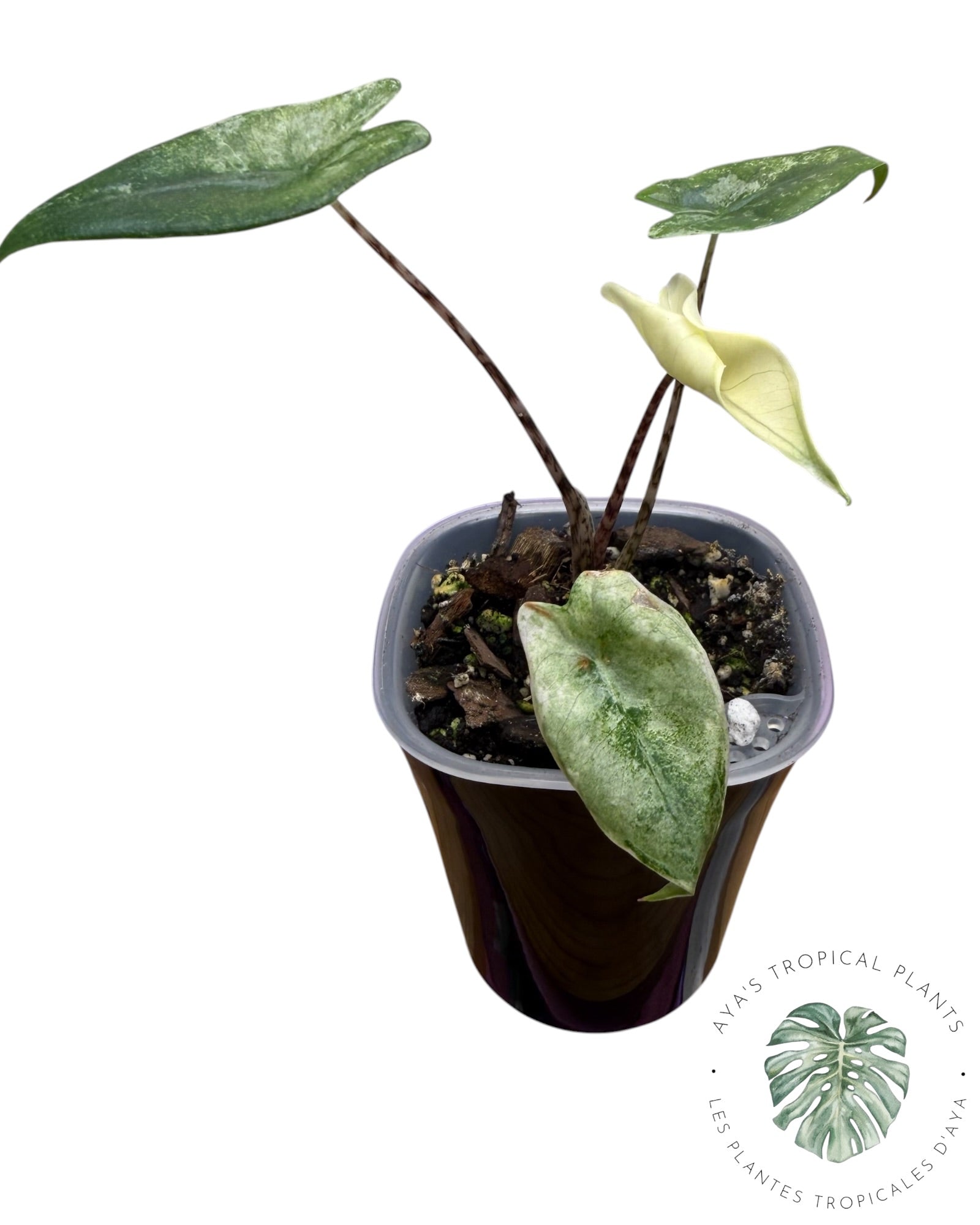 Alocasia Zebrina Mint