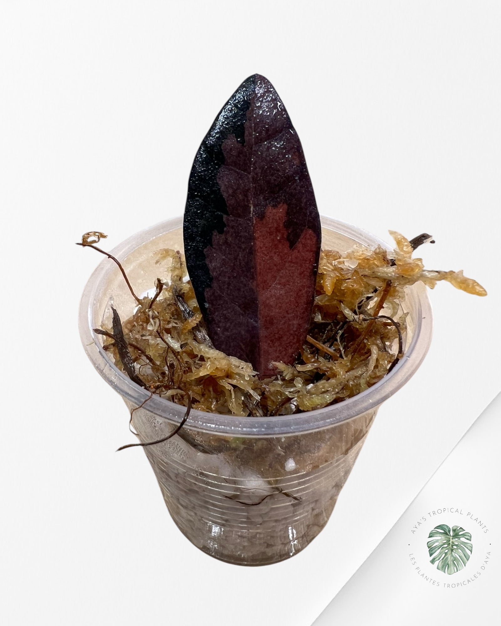 Zamioculcas Raven ZZ Rose Panaché - ZZRBP2