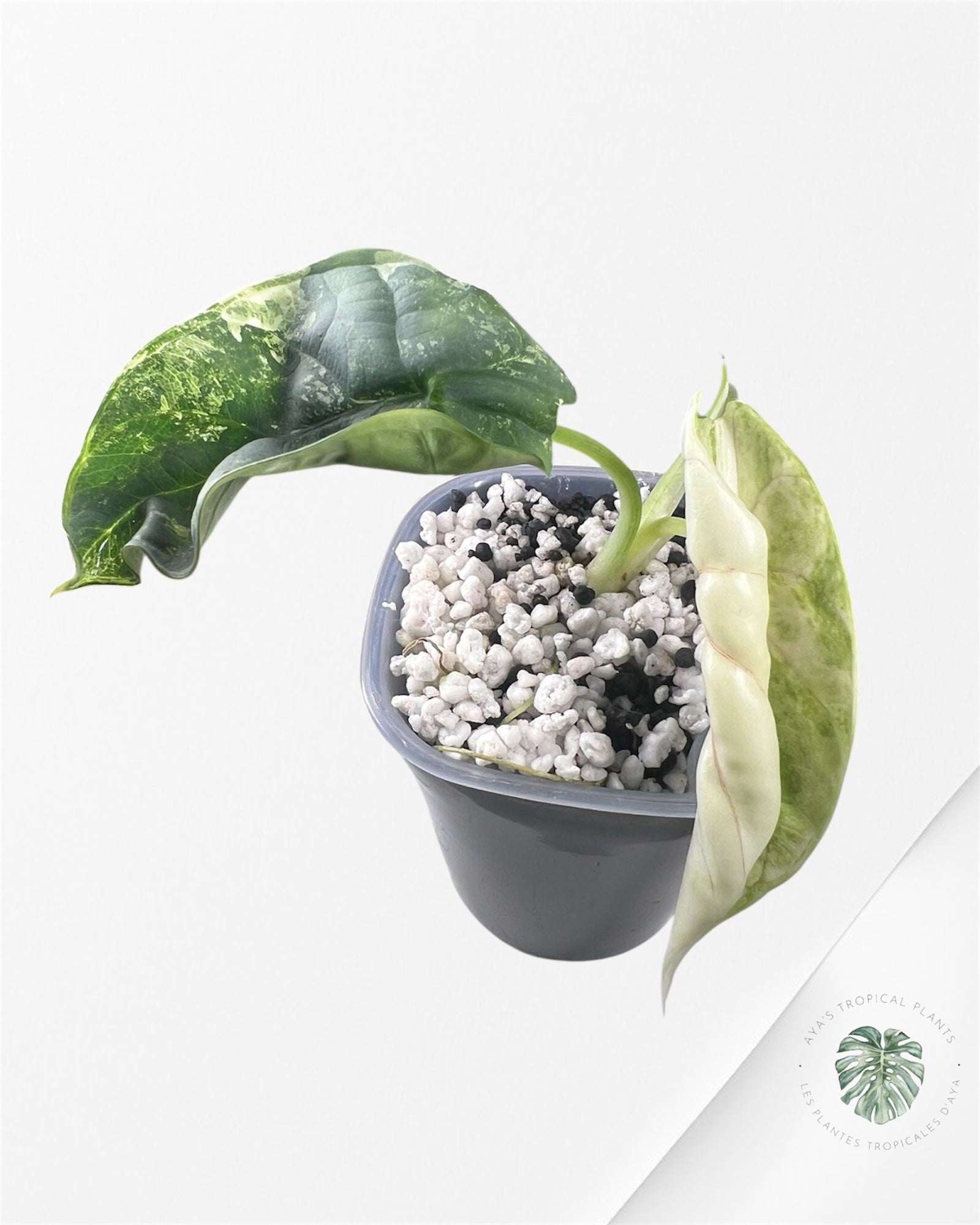 Alocasia Silver Dragon Albo Variegatedc