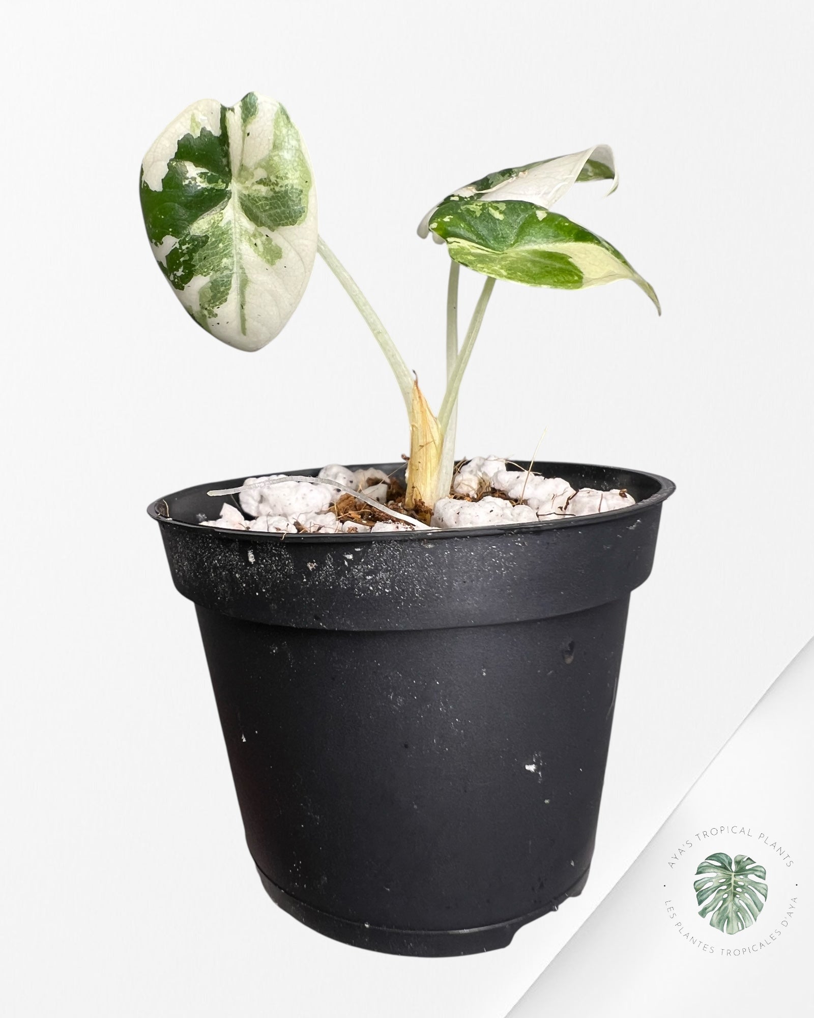 Alocasia Maharani Variegated - 200