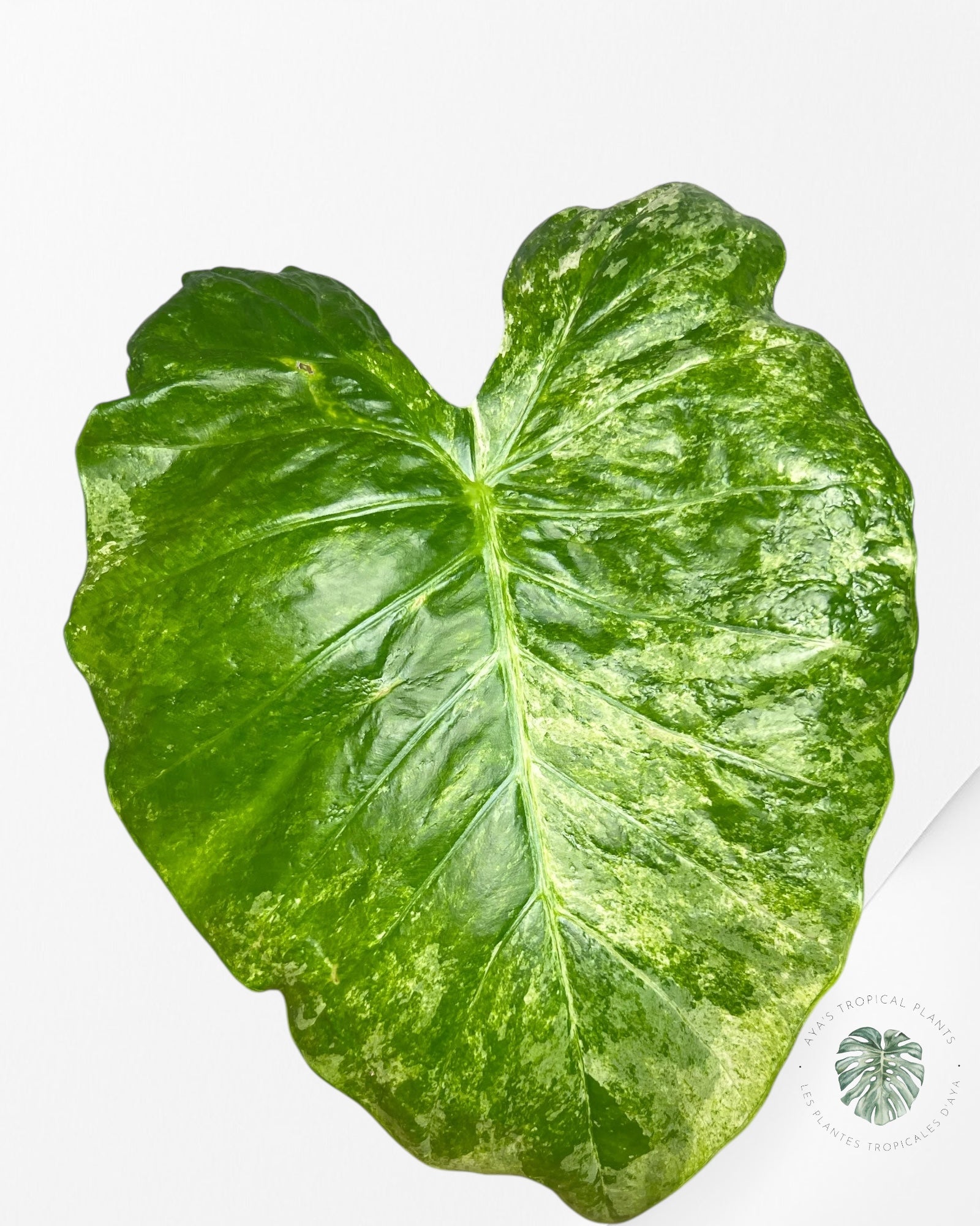 Alocasia Macrorrhiza Splash -SPM