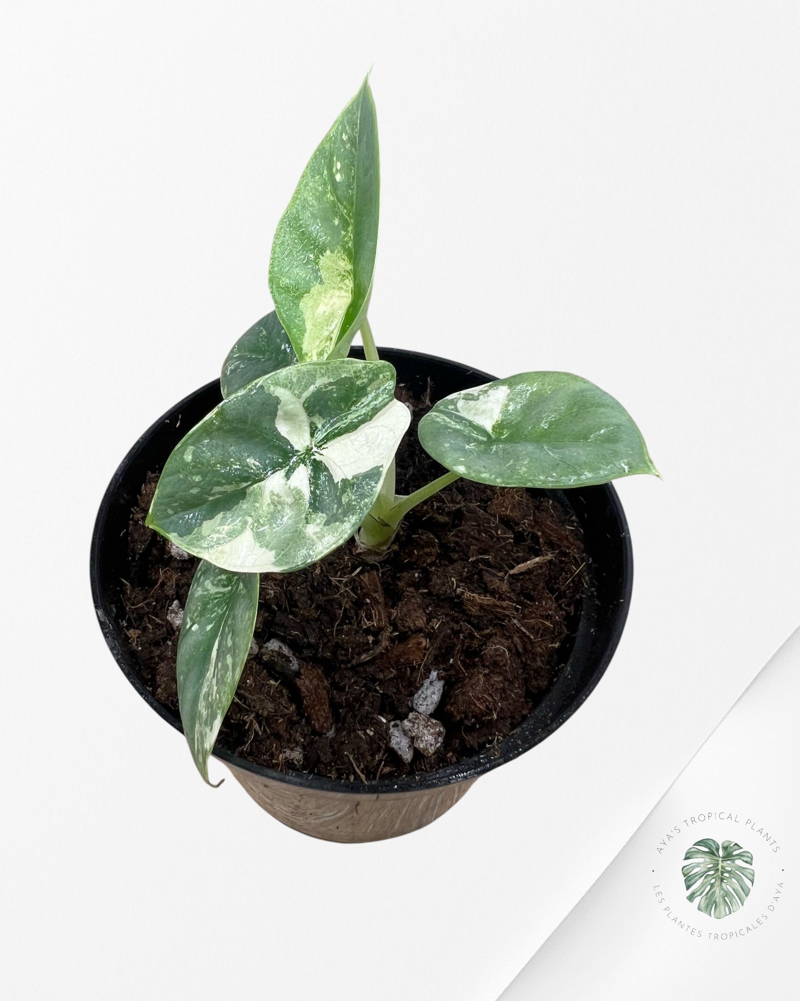 Alocasia baginda 'Silver Dragon' panaché - F3