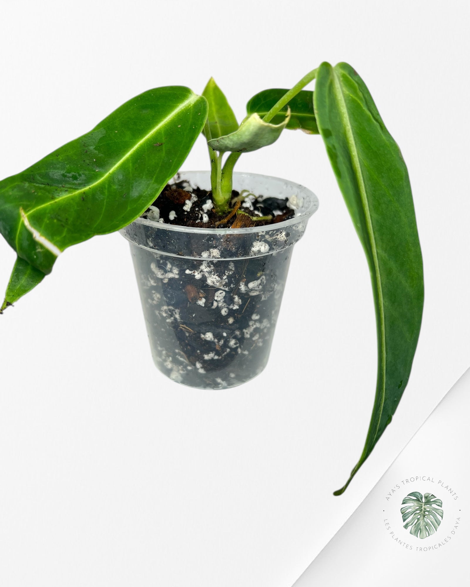 Anthurium Warocqueanum - 02