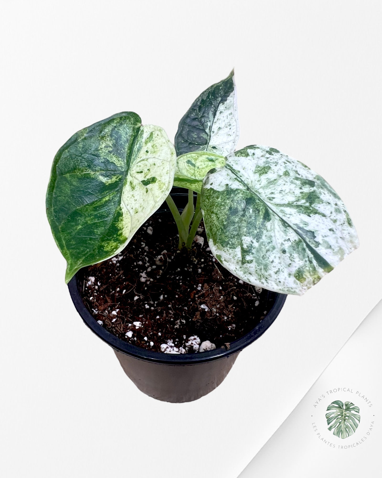 Alocasia Dragon Scale Menthe - S7