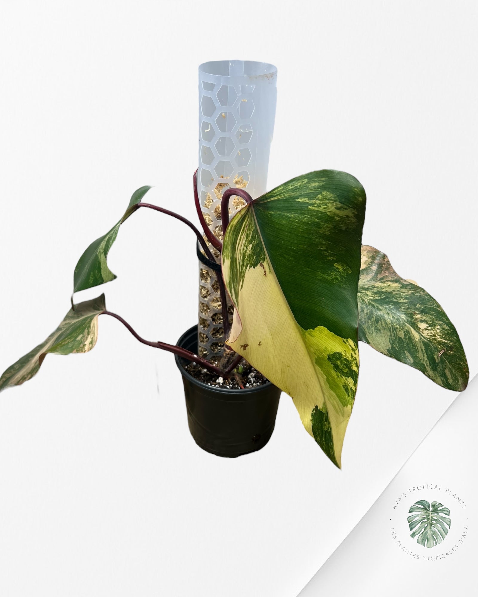 Philodendron Strawberry Shake - ME5