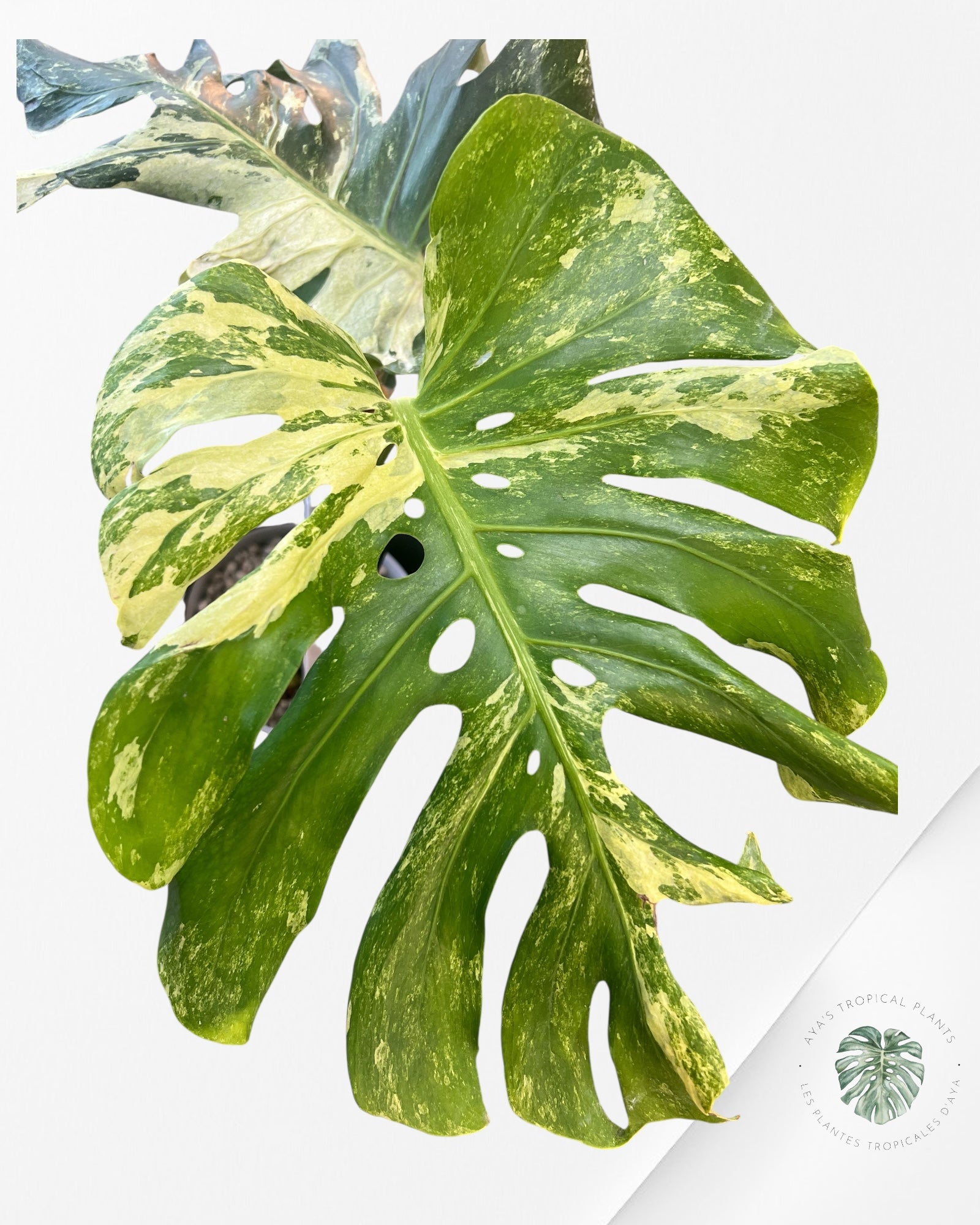 Monstera Ocean Mint