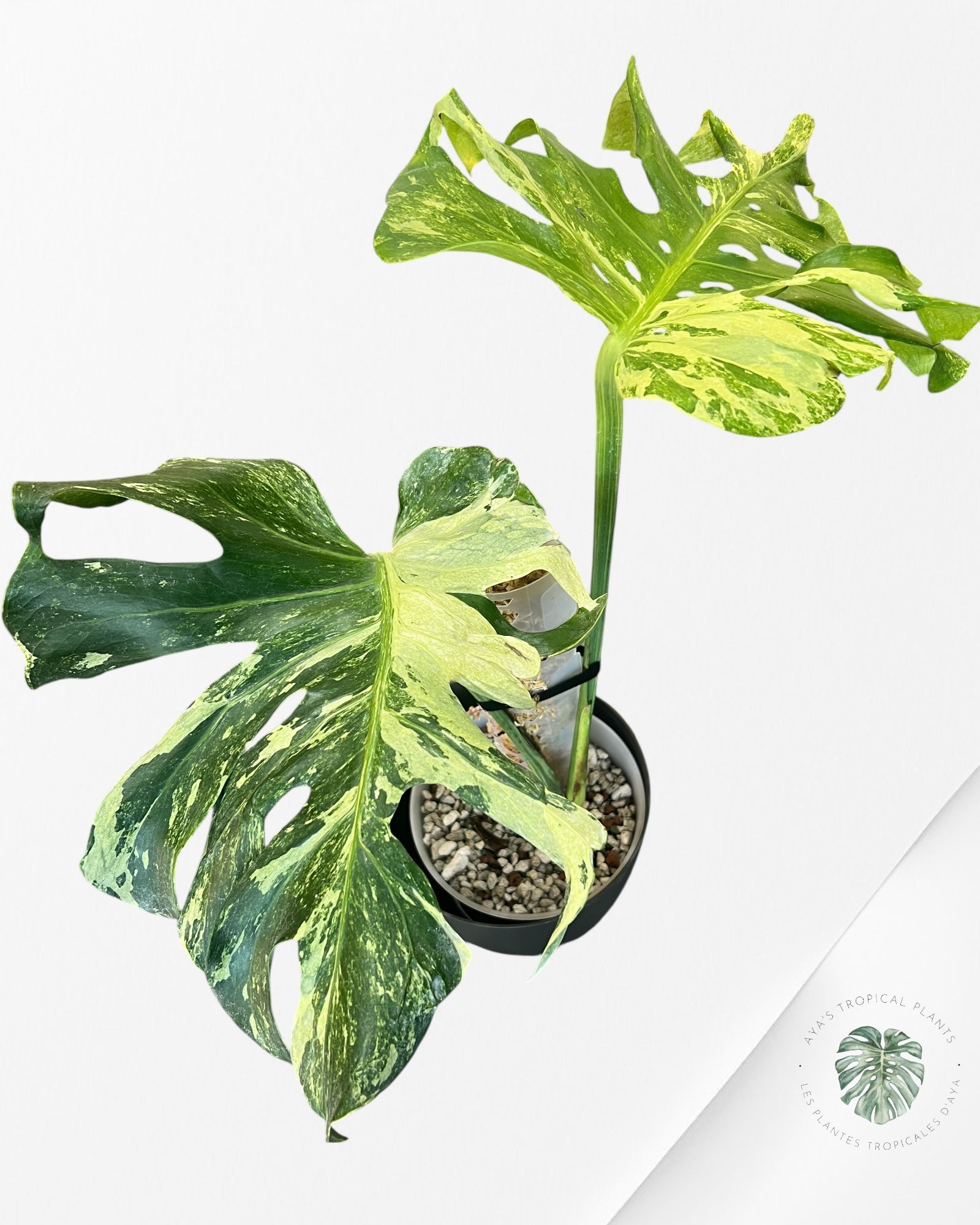 Monstera Ocean Mint