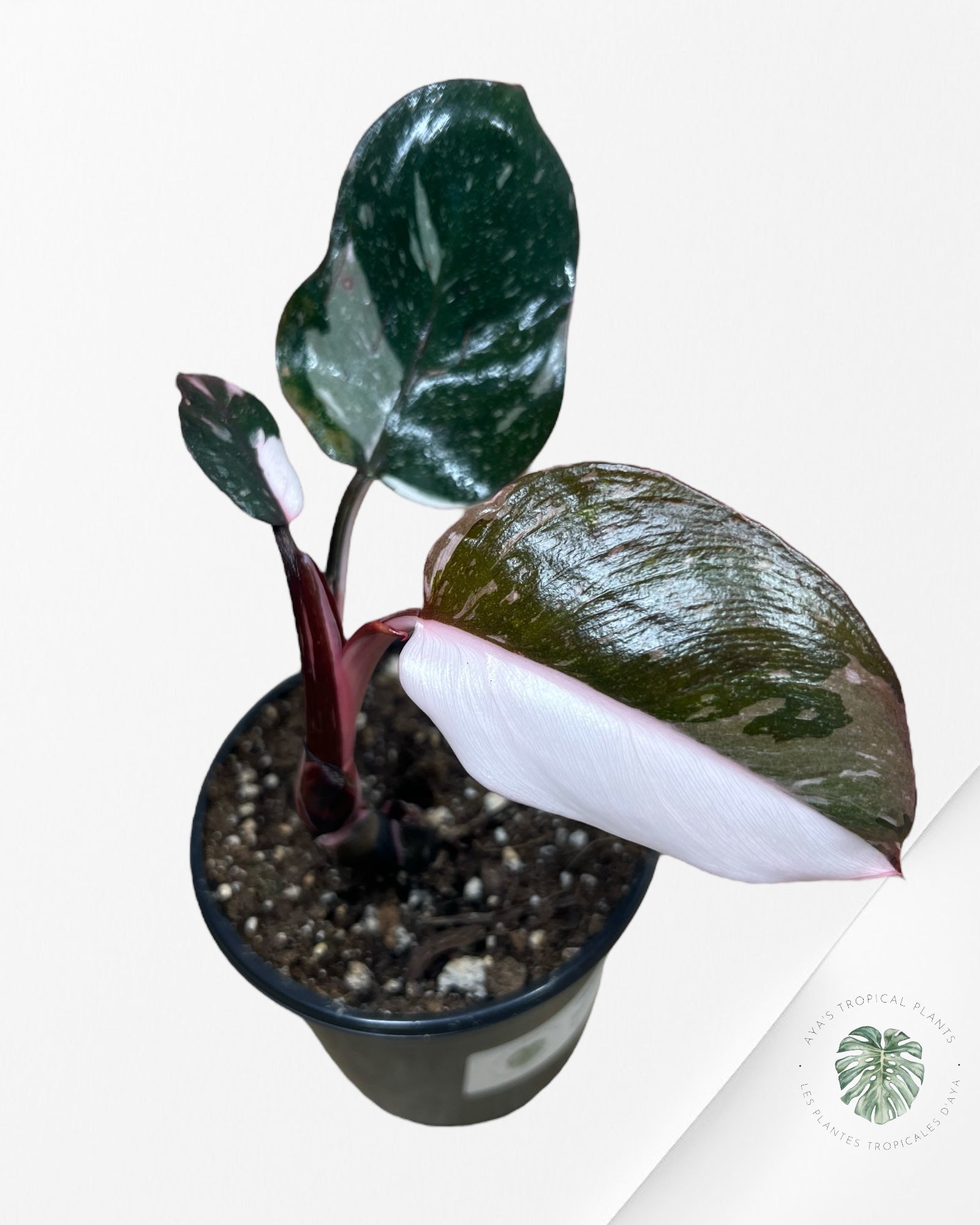 Philodendron Red Anderson - V9