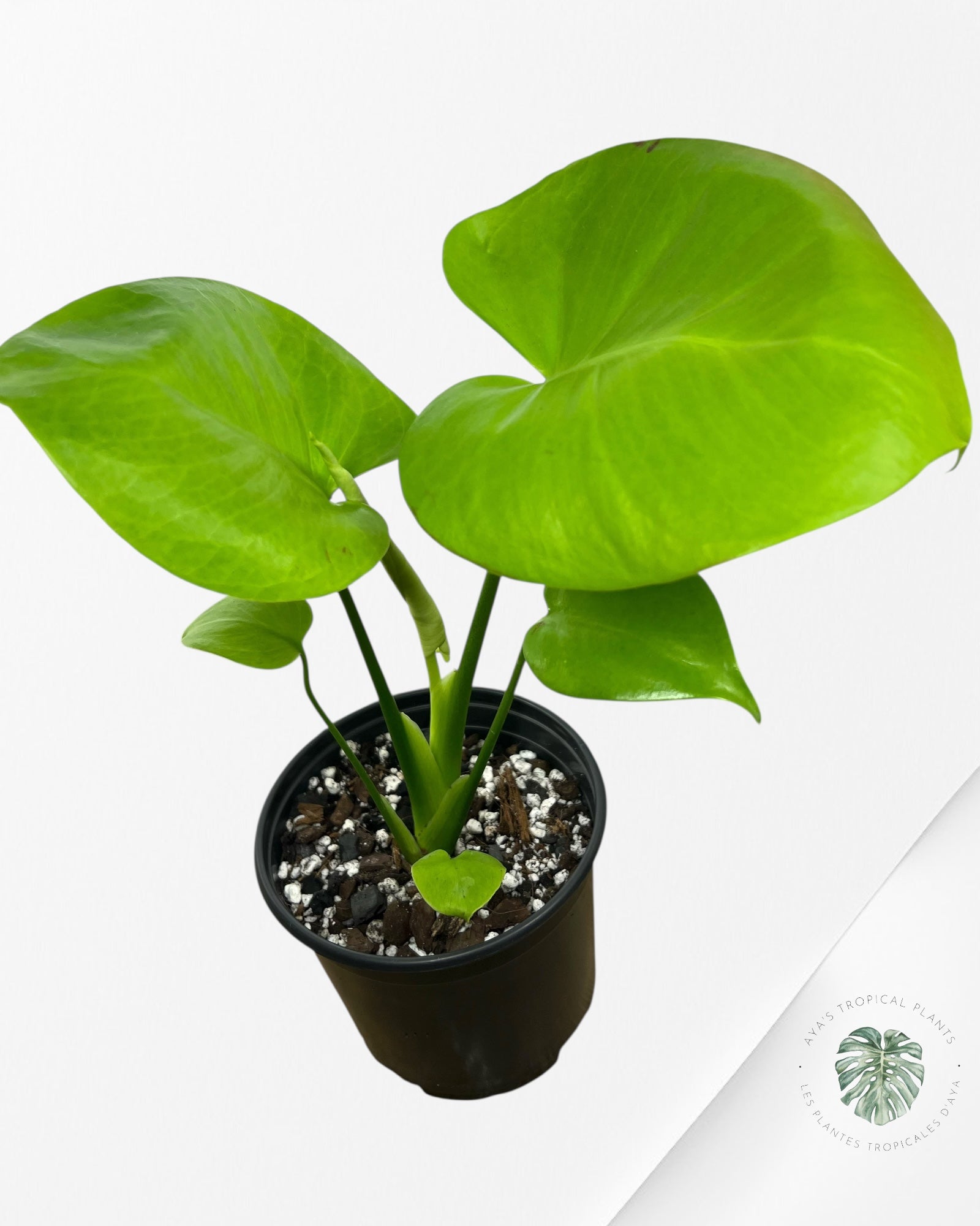 Monstera deliciosa 'Lemon Lime' - F3