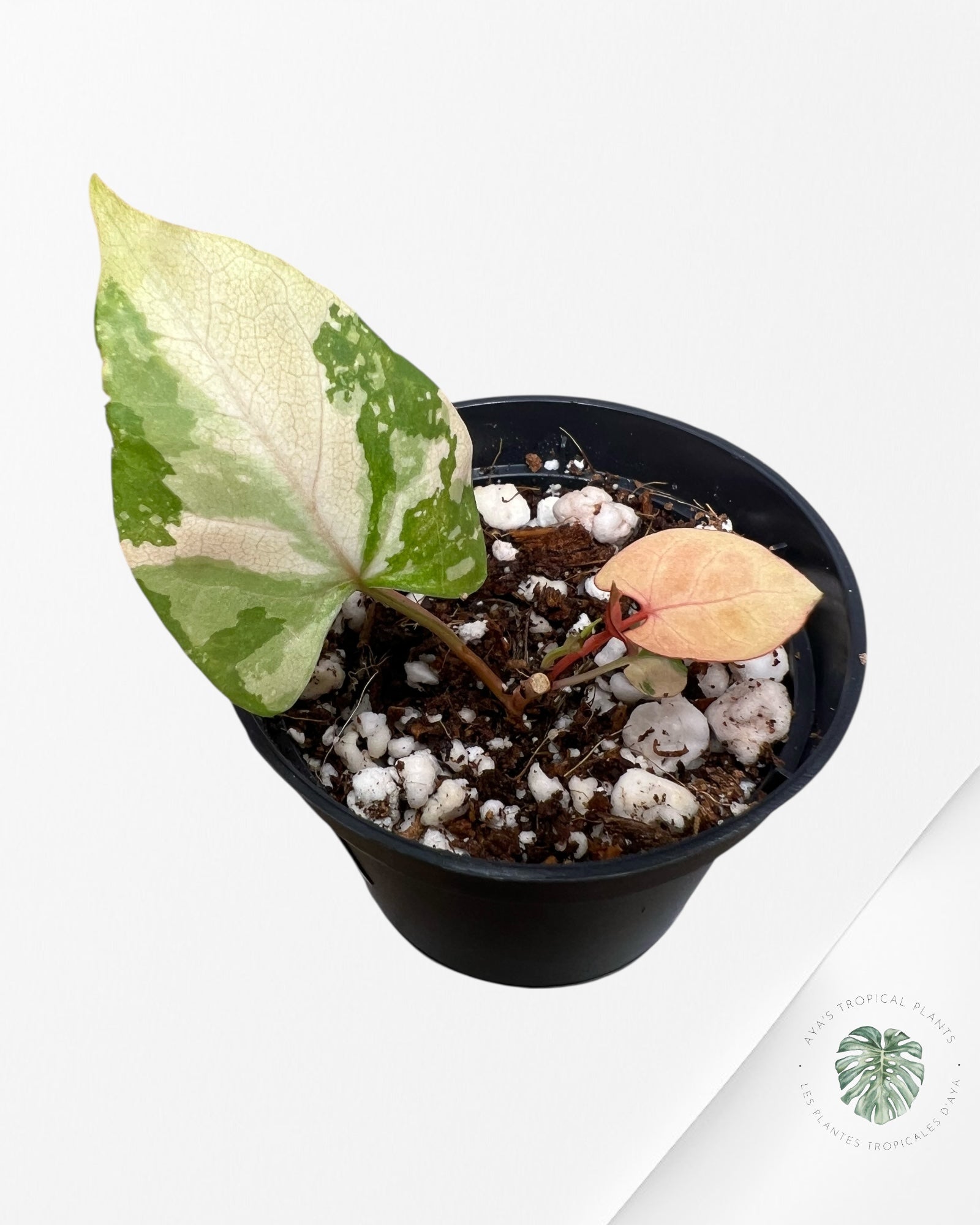 Fallopia multiflora Variegated - 42