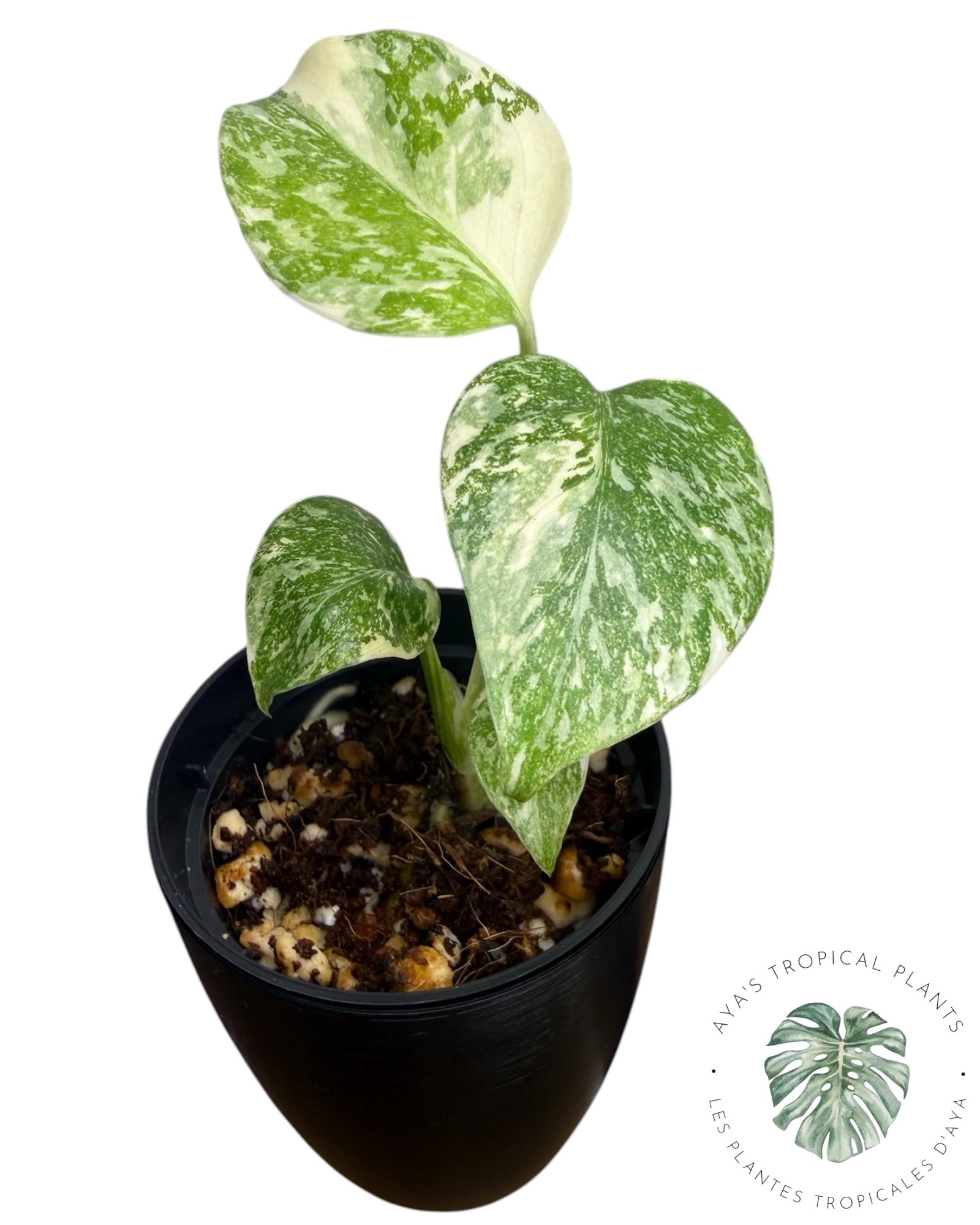 Monstera Thai Platinum