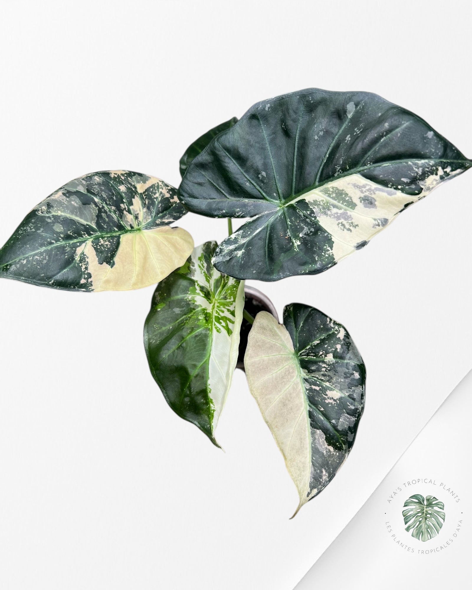 Alocasia Regal Shield Albo - 2