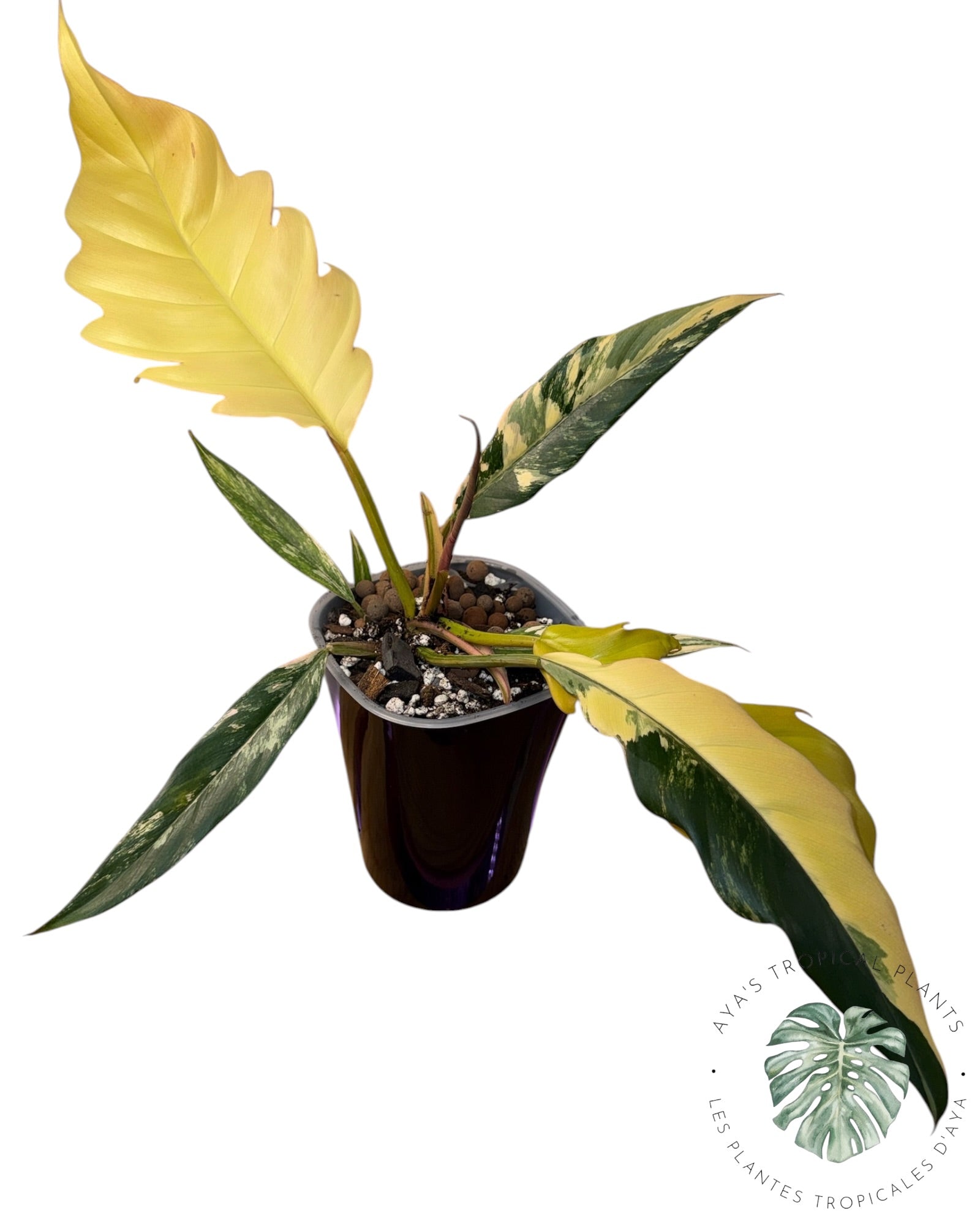 Philodendron Caramel Marble