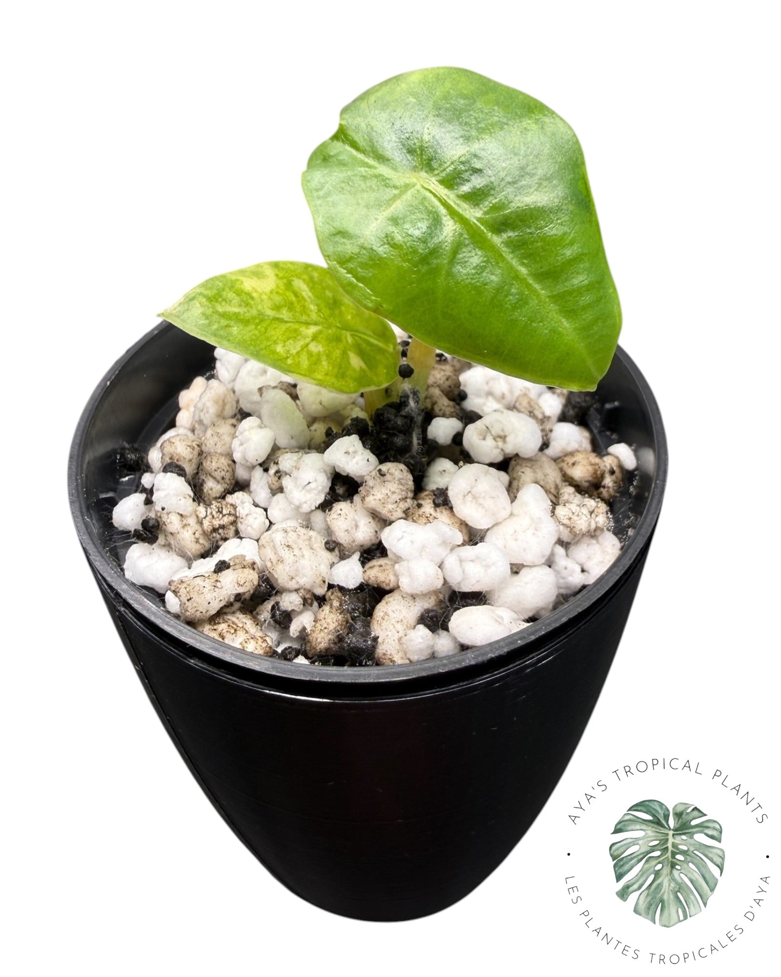 Alocasia Reginae Aurea