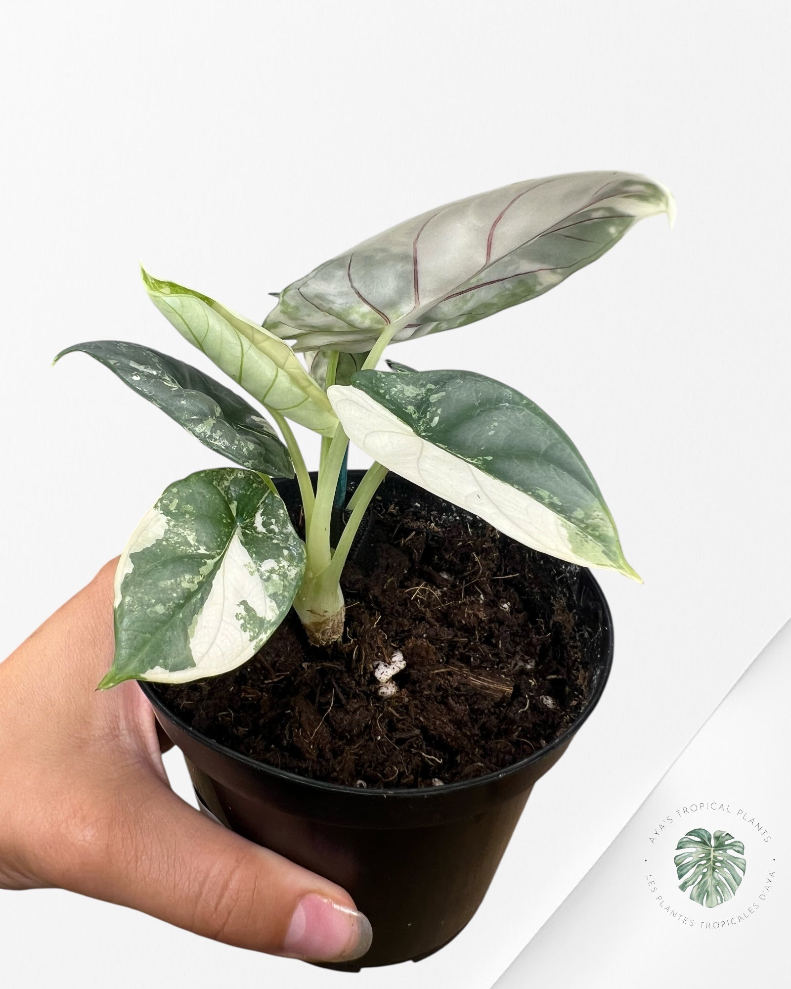 Alocasia baginda 'Silver Dragon' variegated - F2