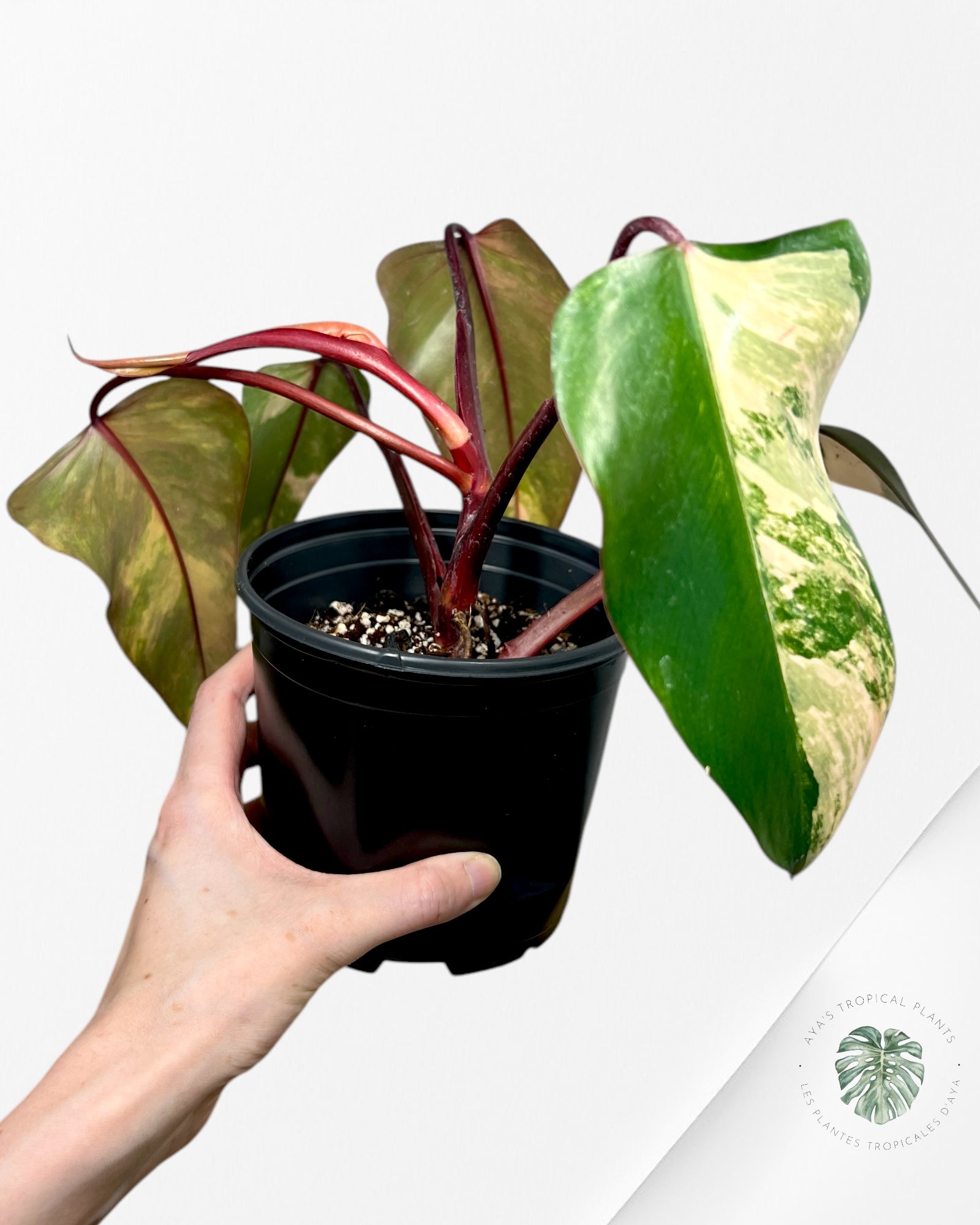 Philodendron Strawberry Shake - M1