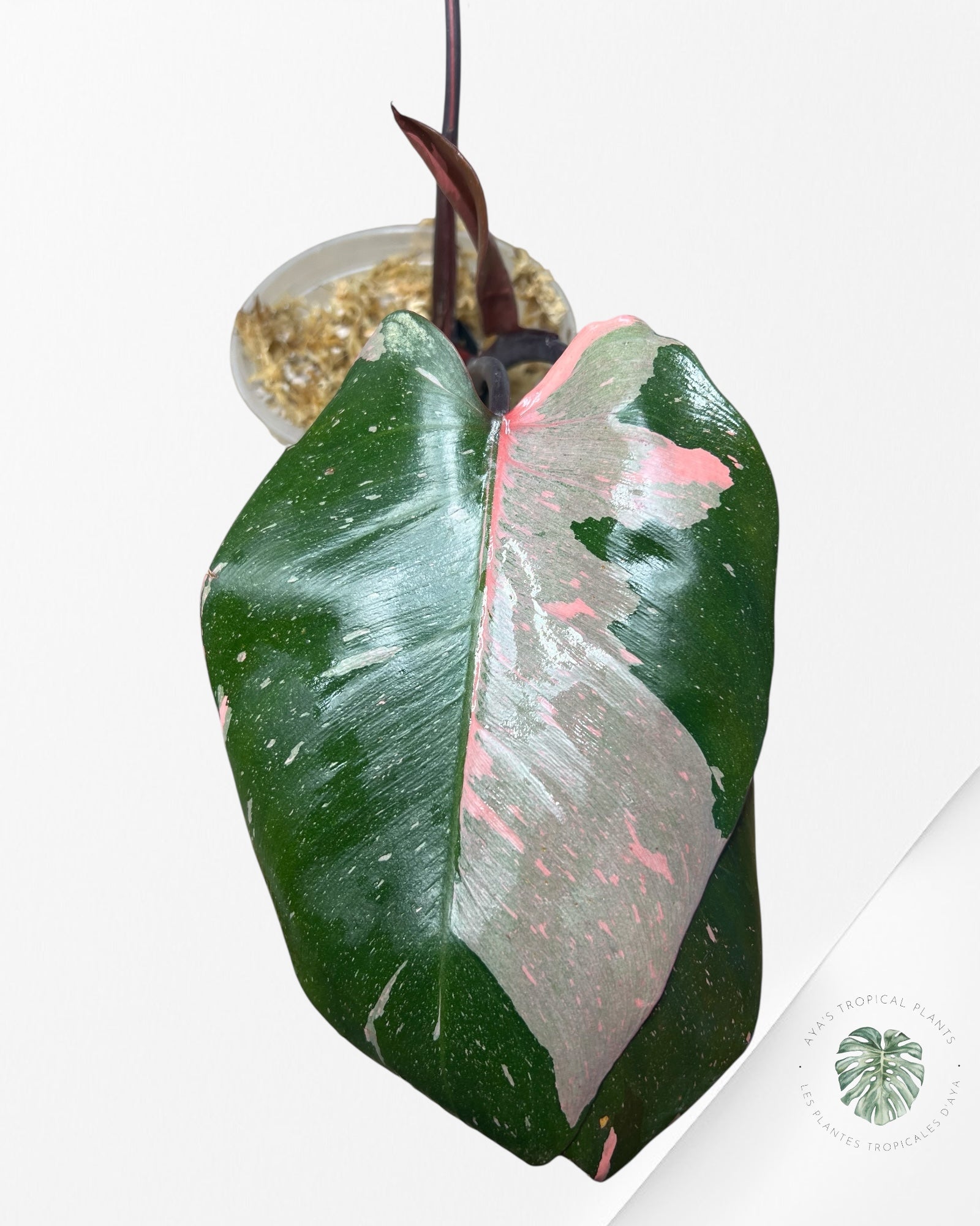 Philodendron Pink Princess Marble King - N