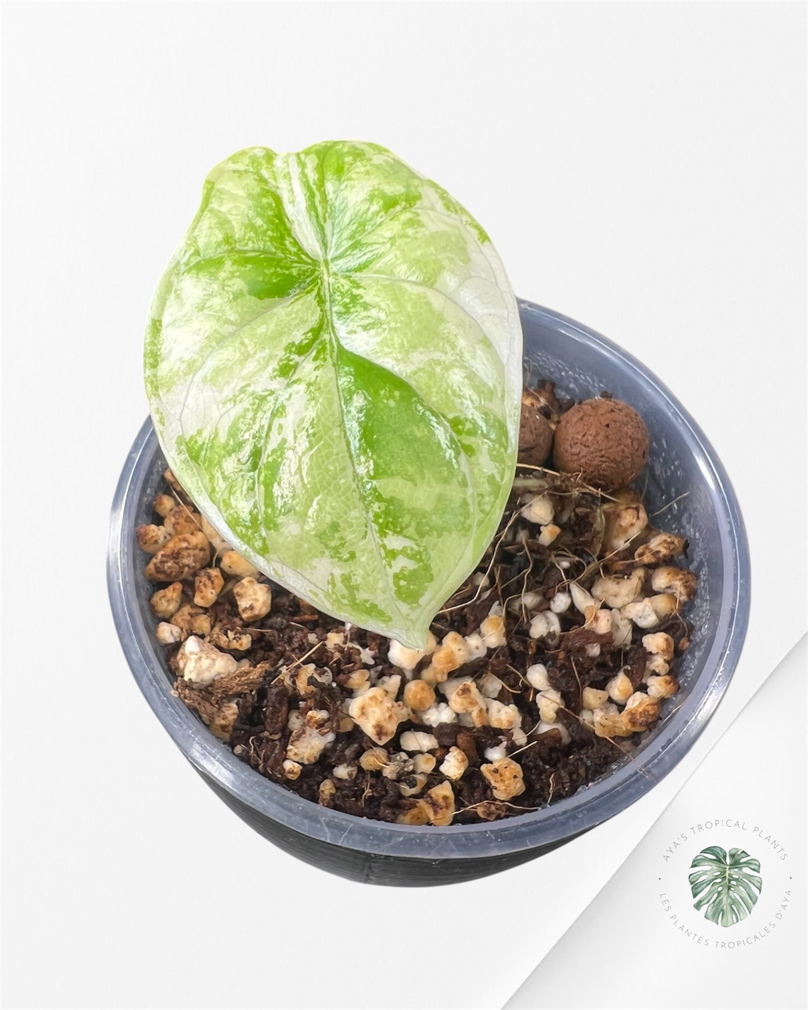 Alocasia Dragon Scale Albo Variegated (A Grade)