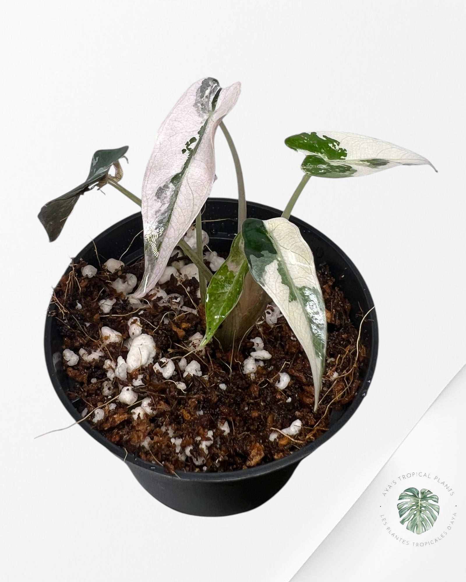 Alocasia Bambino Variegated (pink) - A