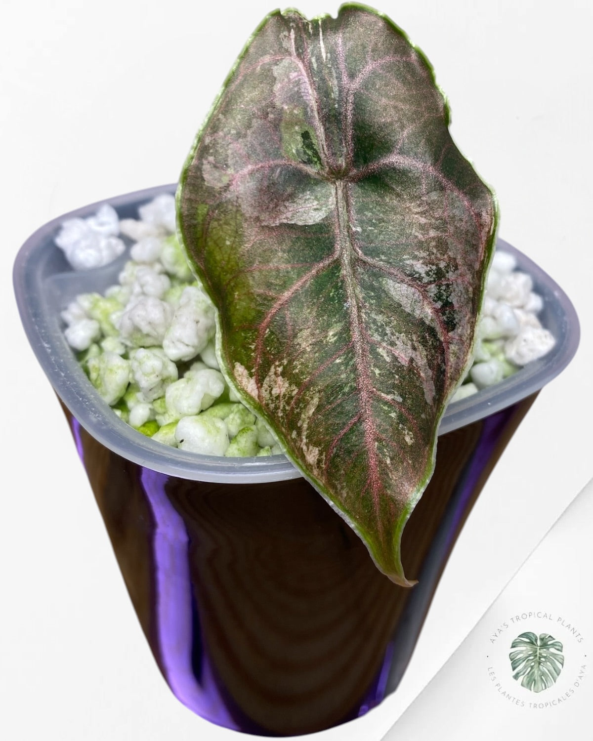 Alocasia Azlanii Pink